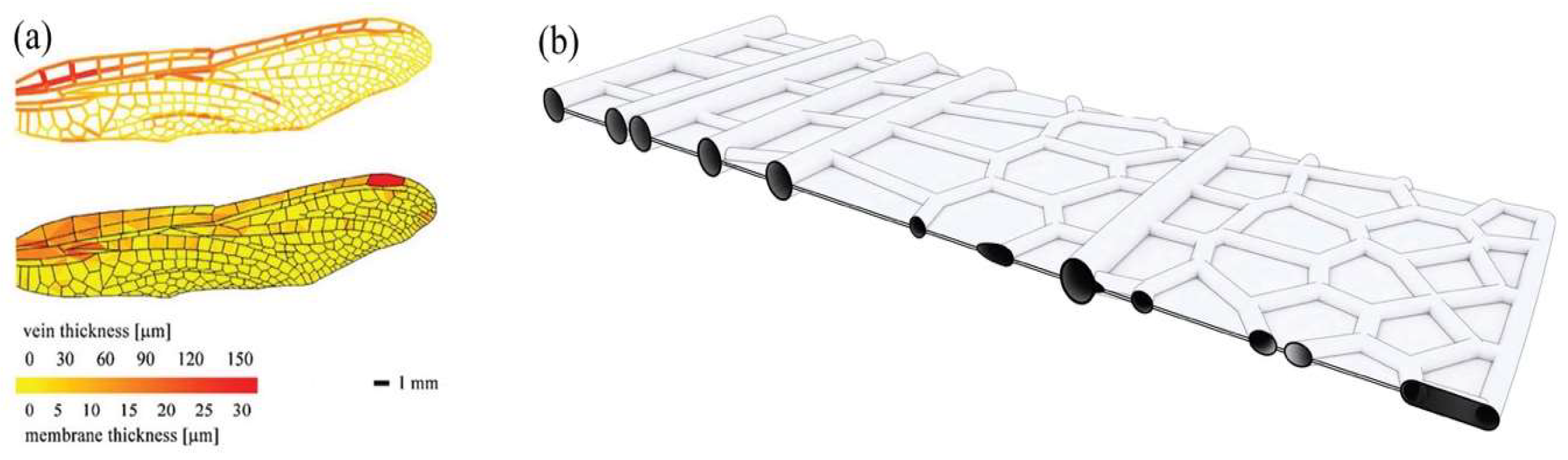 Biomimetics 04 00034 g006