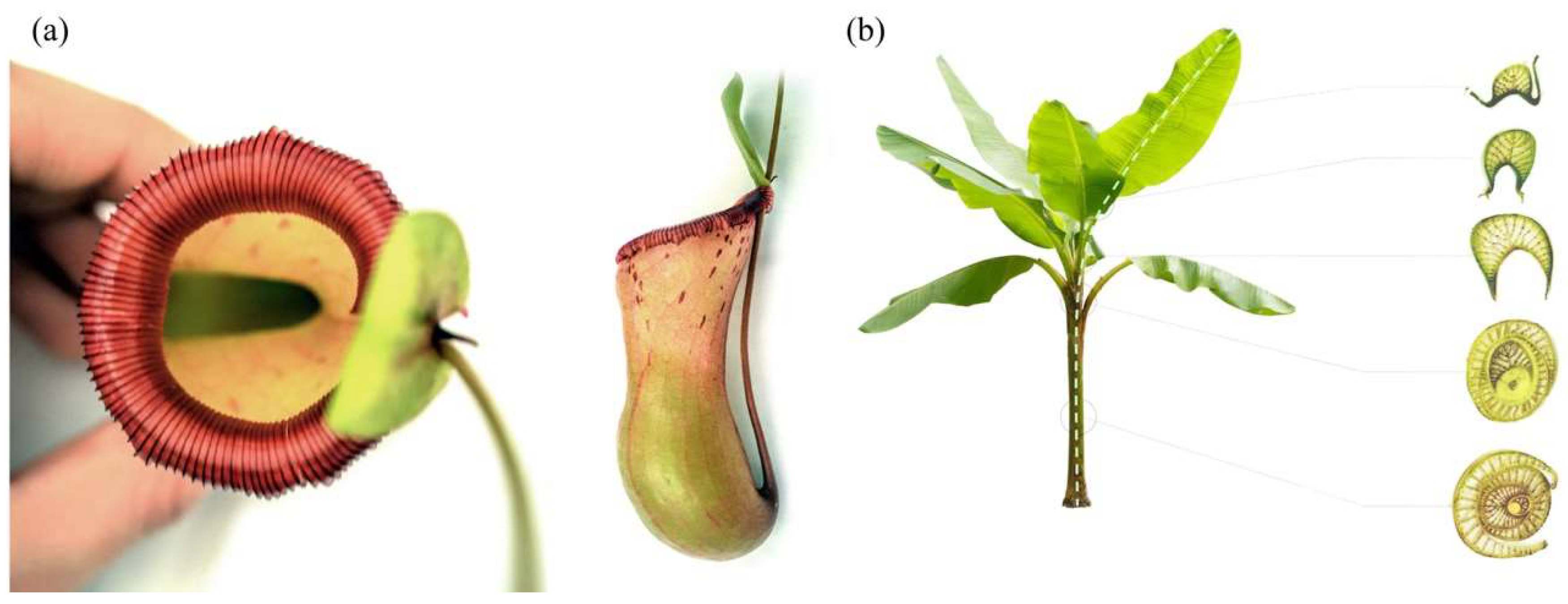 Biomimetics 04 00034 g013