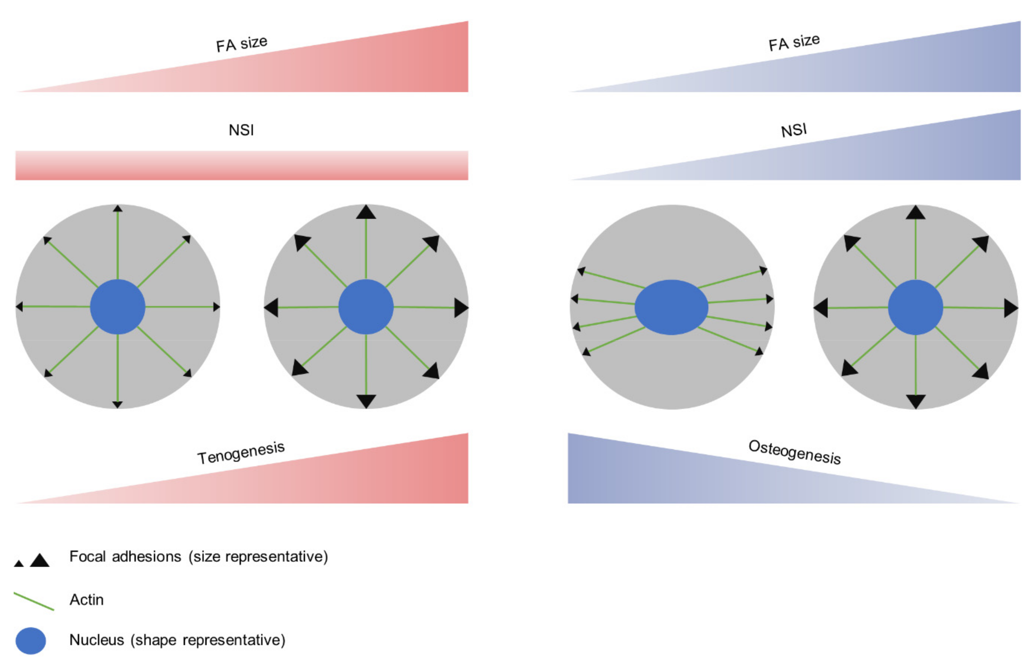 Biomimetics 04 00043 g004 Biomimetics 04 00043 g004