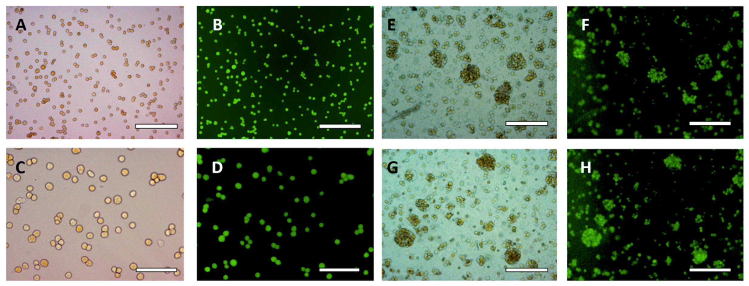 Biomimetics 04 00050 g004 Biomimetics 04 00050 g004