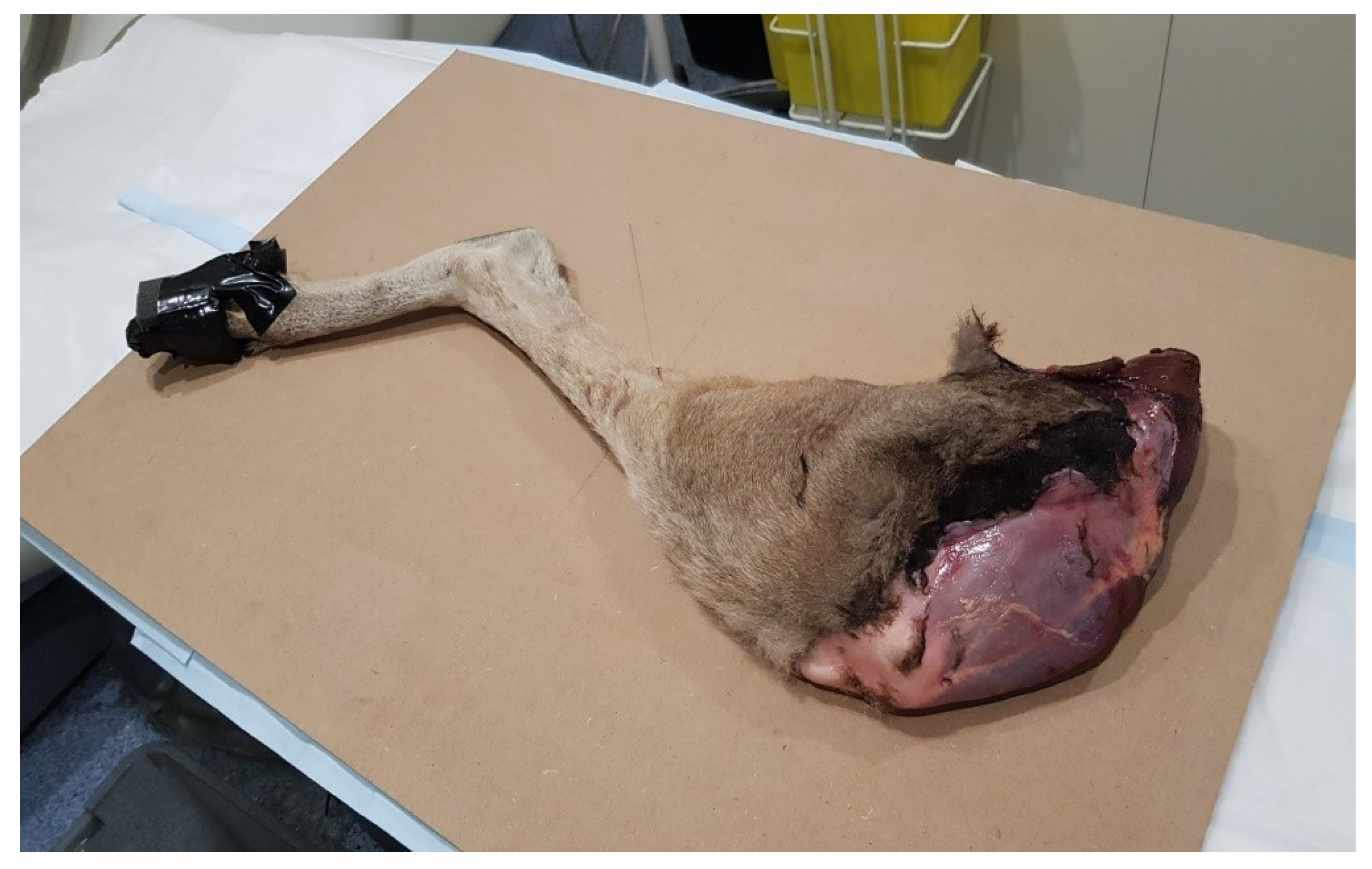 Biomimetics 04 00052 g001