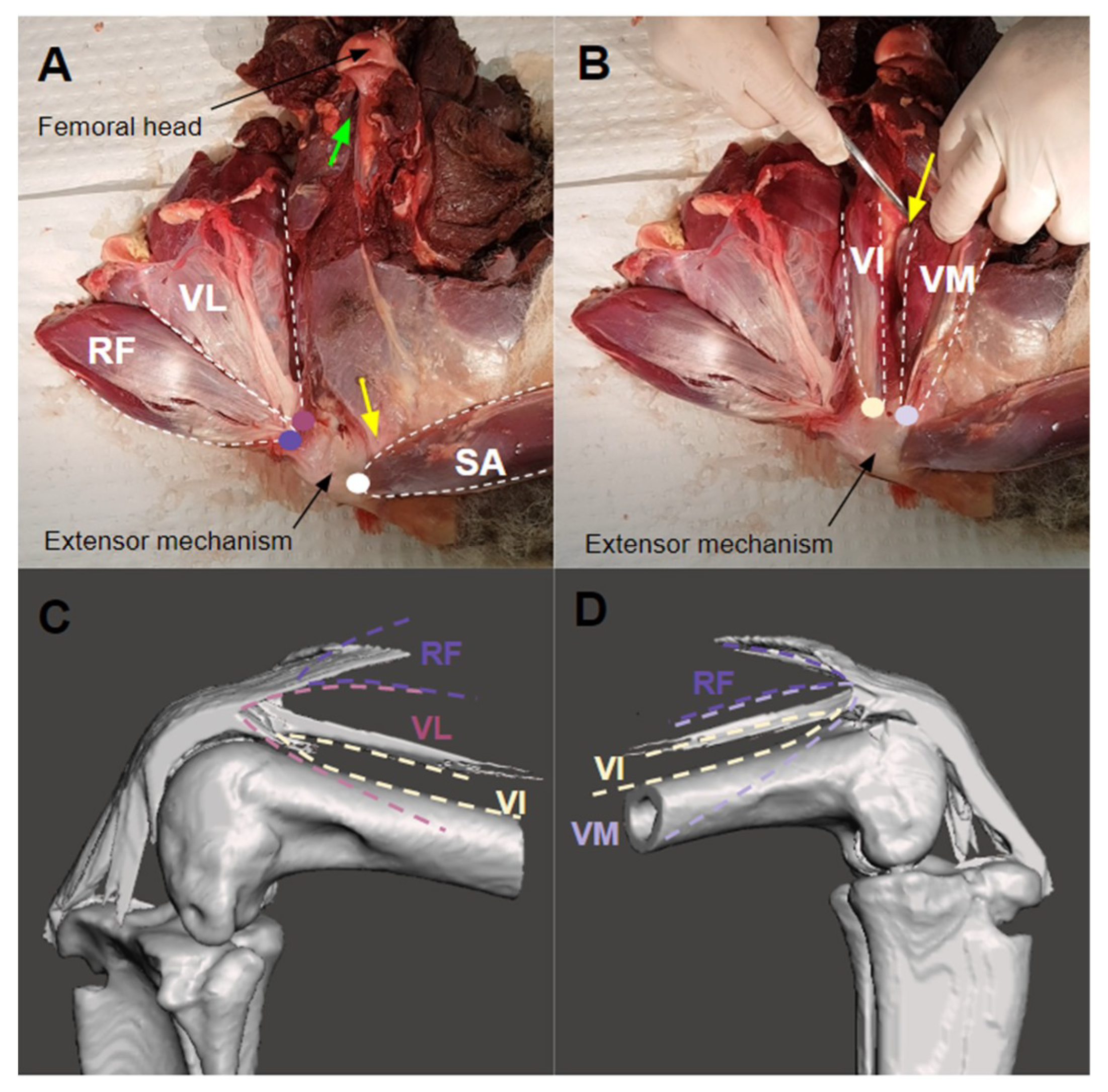 Biomimetics 04 00052 g005