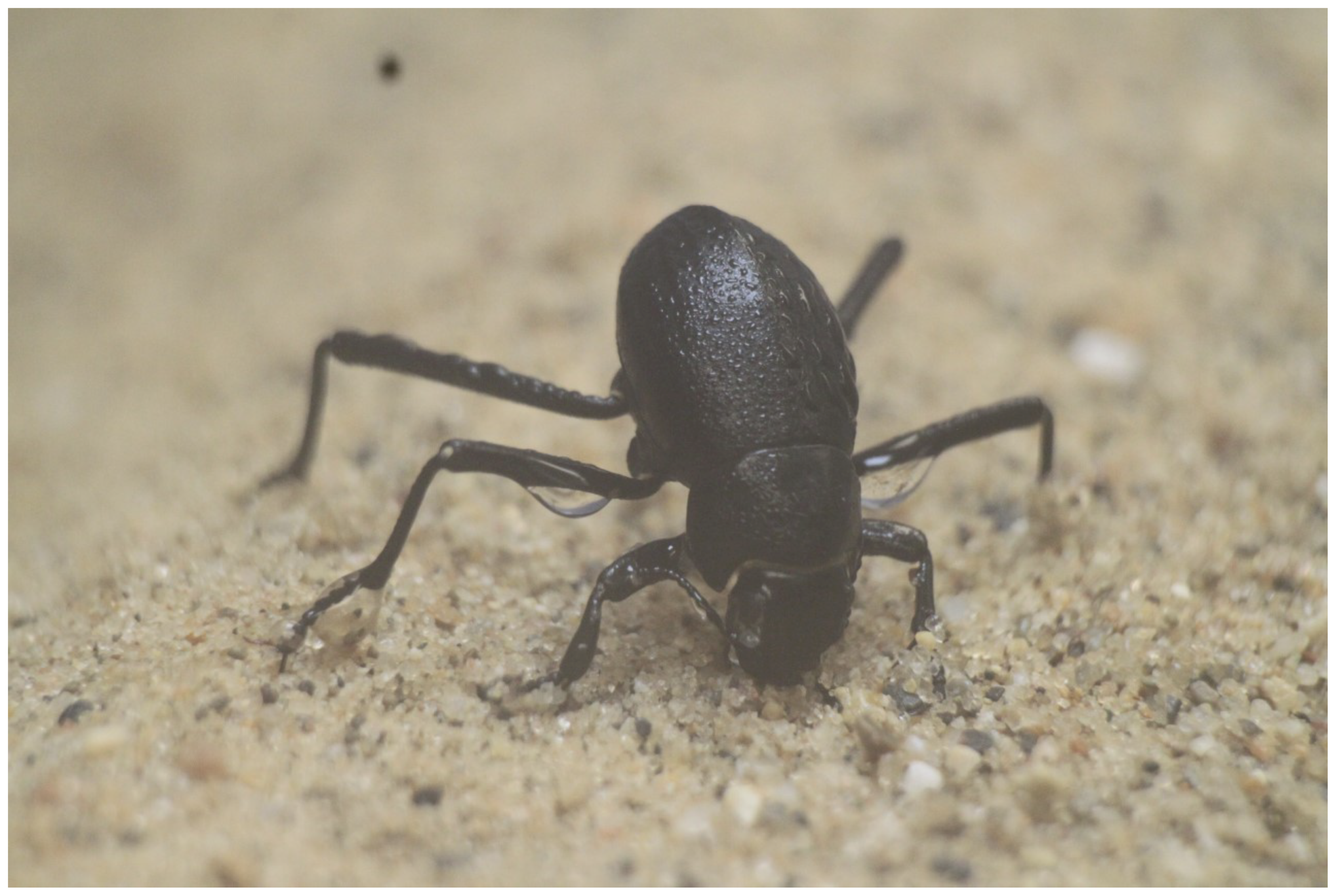 Biomimetics 04 00059 g001