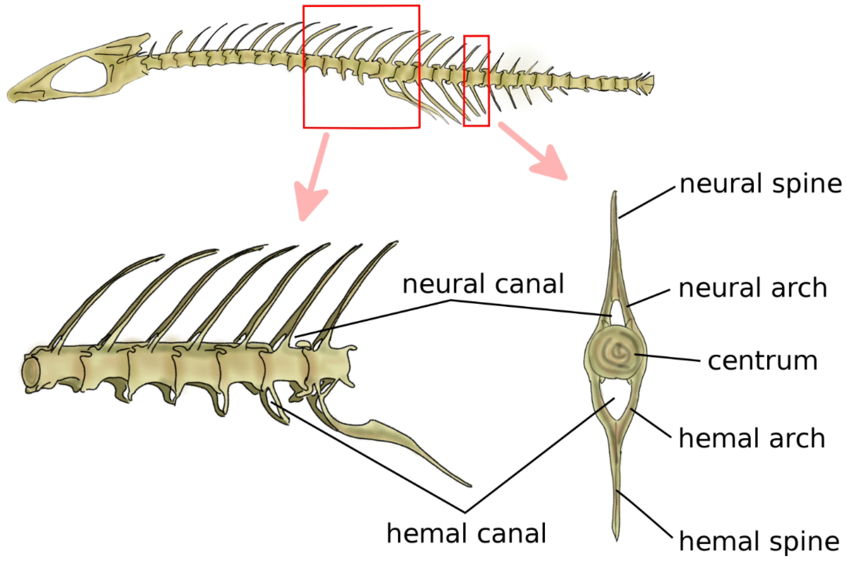 Biomimetics 04 00060 g002 Biomimetics 04 00060 g002
