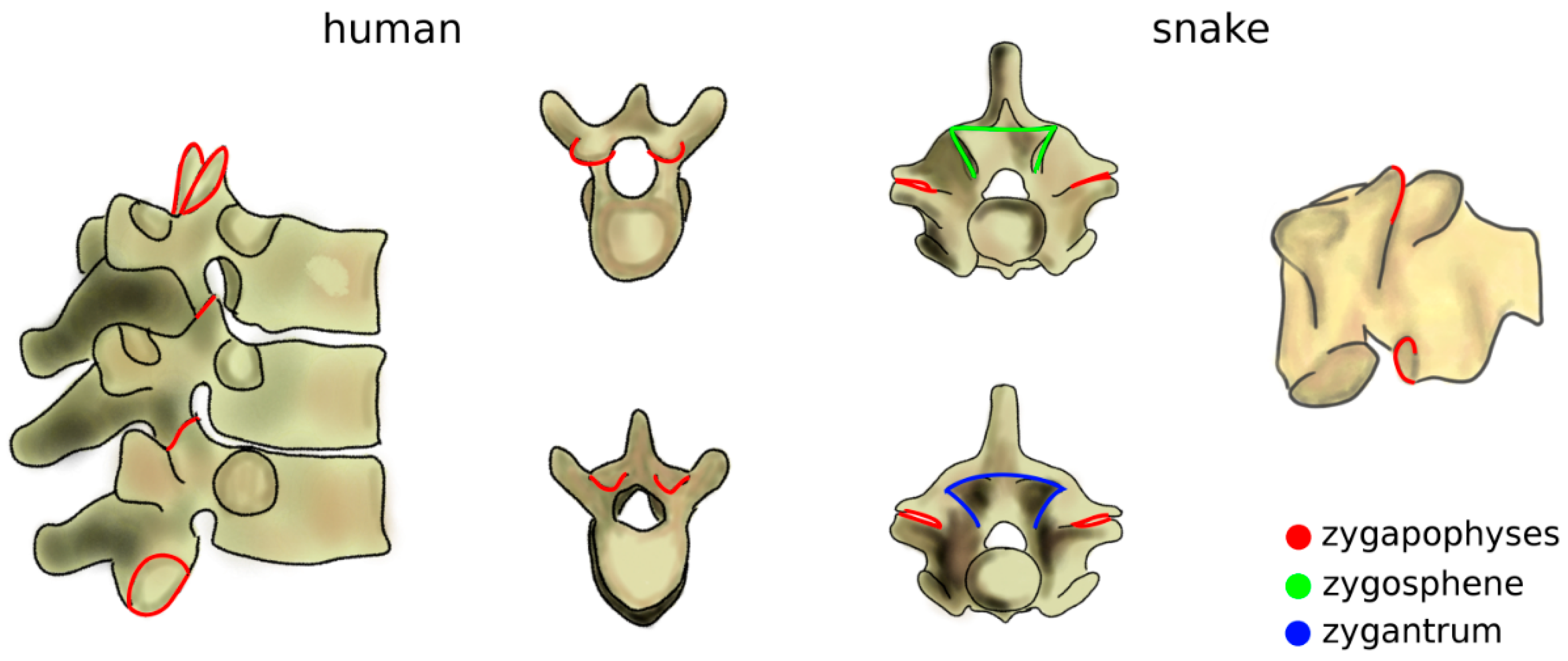 Biomimetics 04 00060 g004 Biomimetics 04 00060 g004