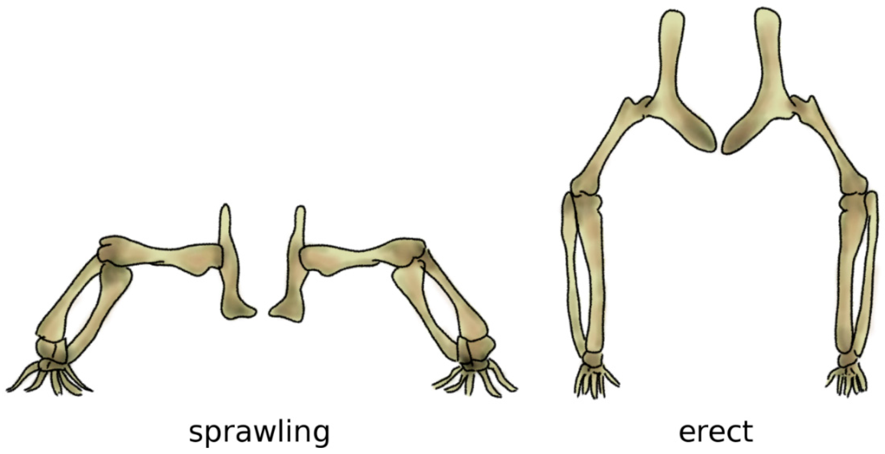 Biomimetics 04 00060 g006 Biomimetics 04 00060 g006