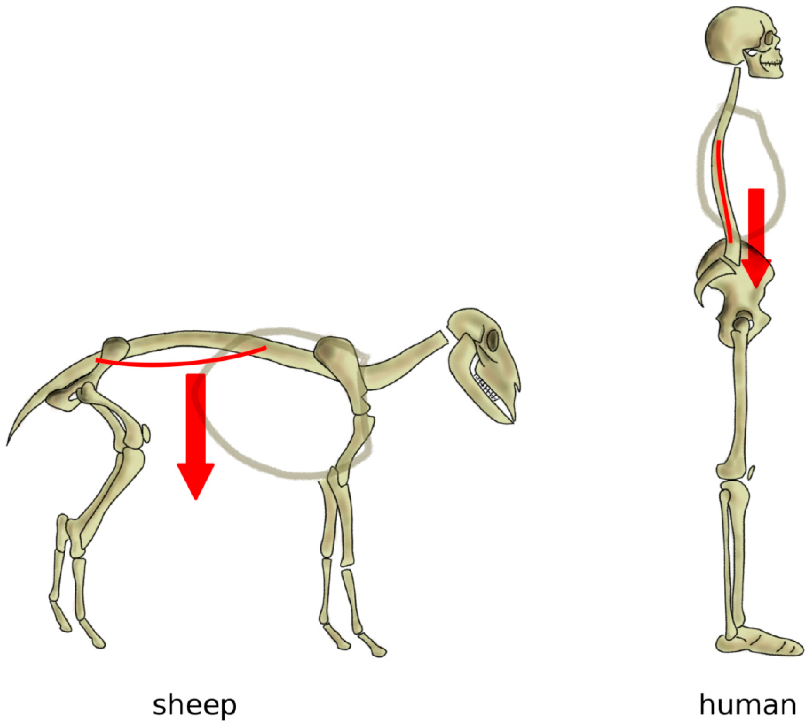 Biomimetics 04 00060 g007 Biomimetics 04 00060 g007