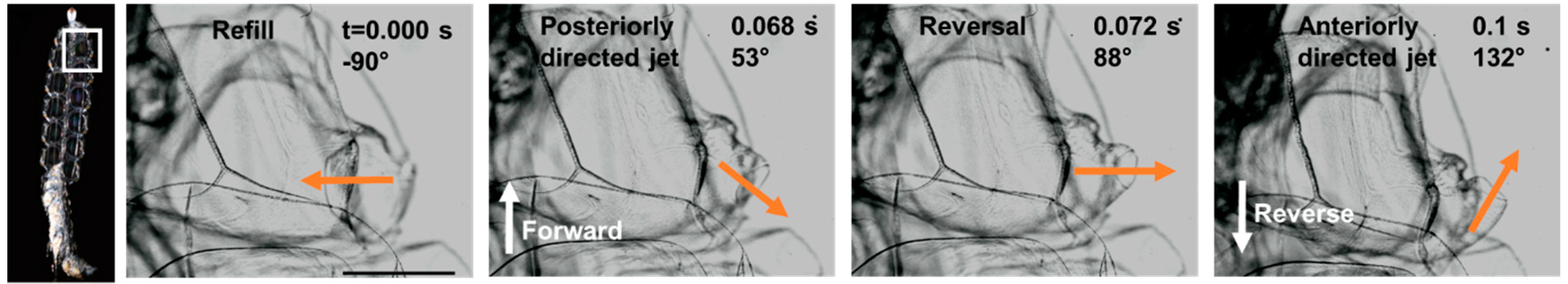 Biomimetics 04 00062 g005