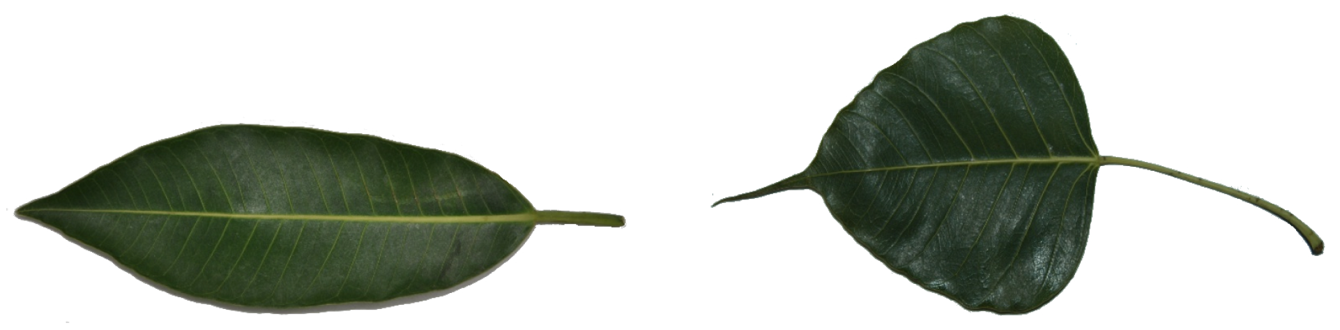 Biomimetics 05 00008 g011