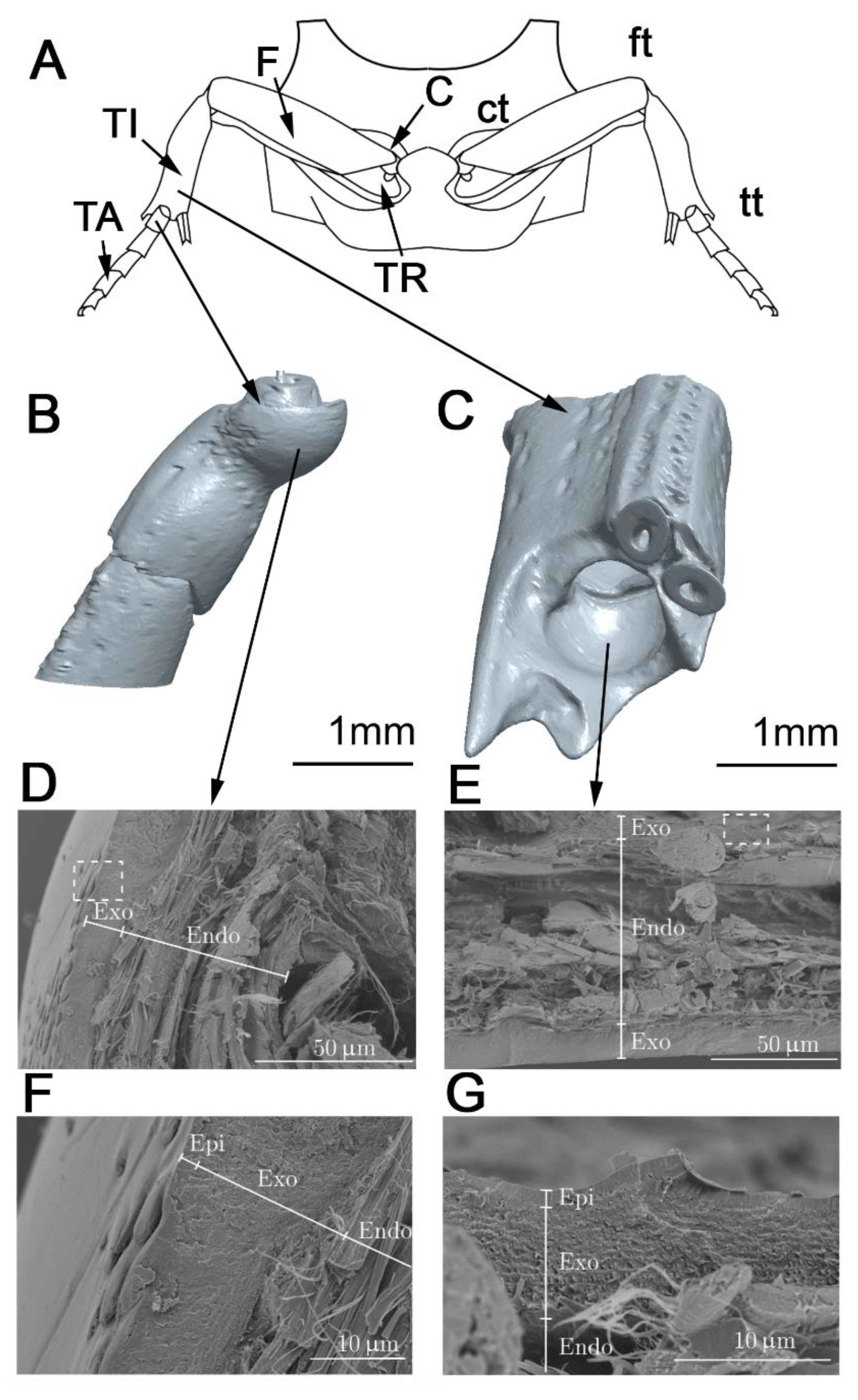 Biomimetics 05 00014 g001
