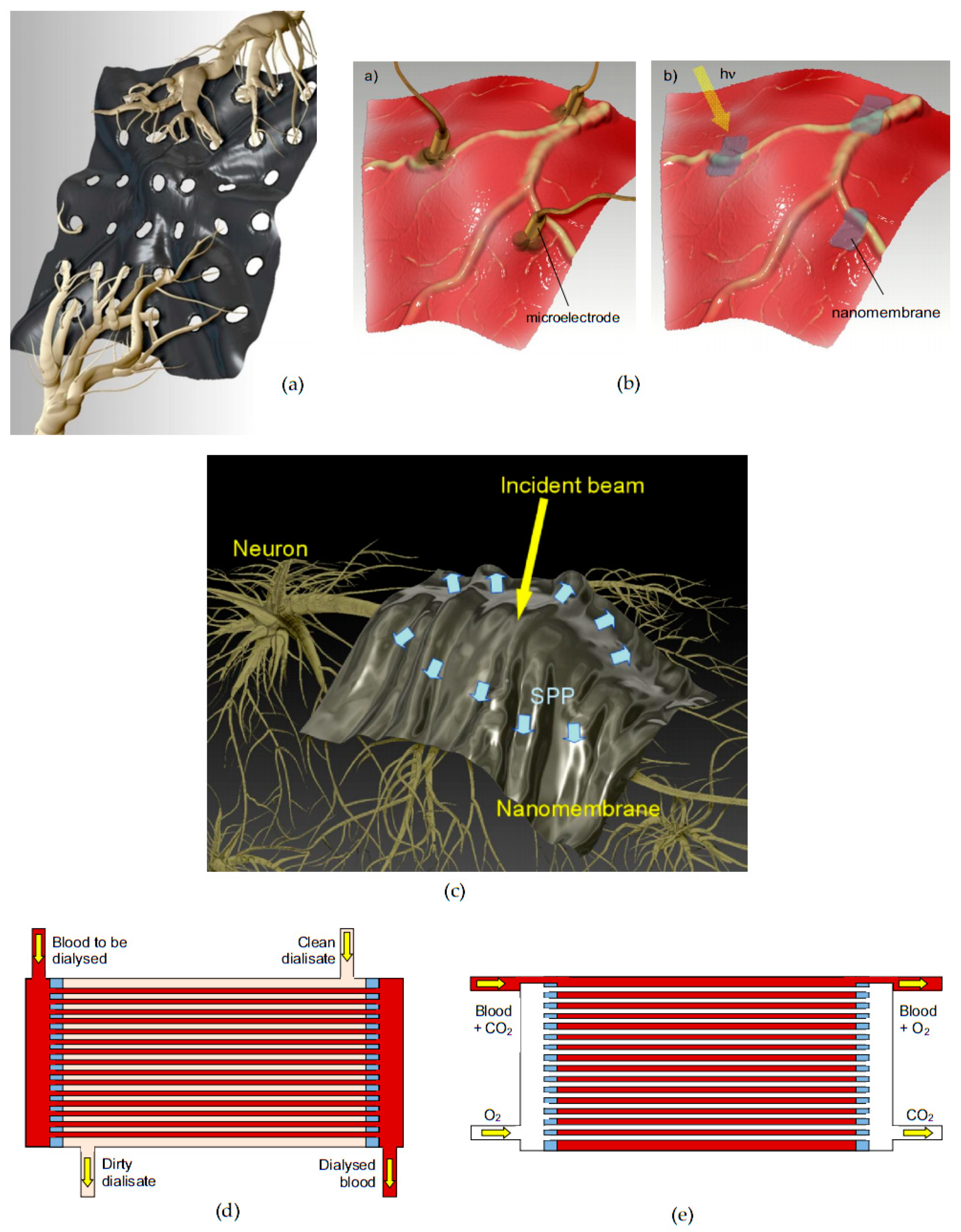 Biomimetics 05 00024 g007