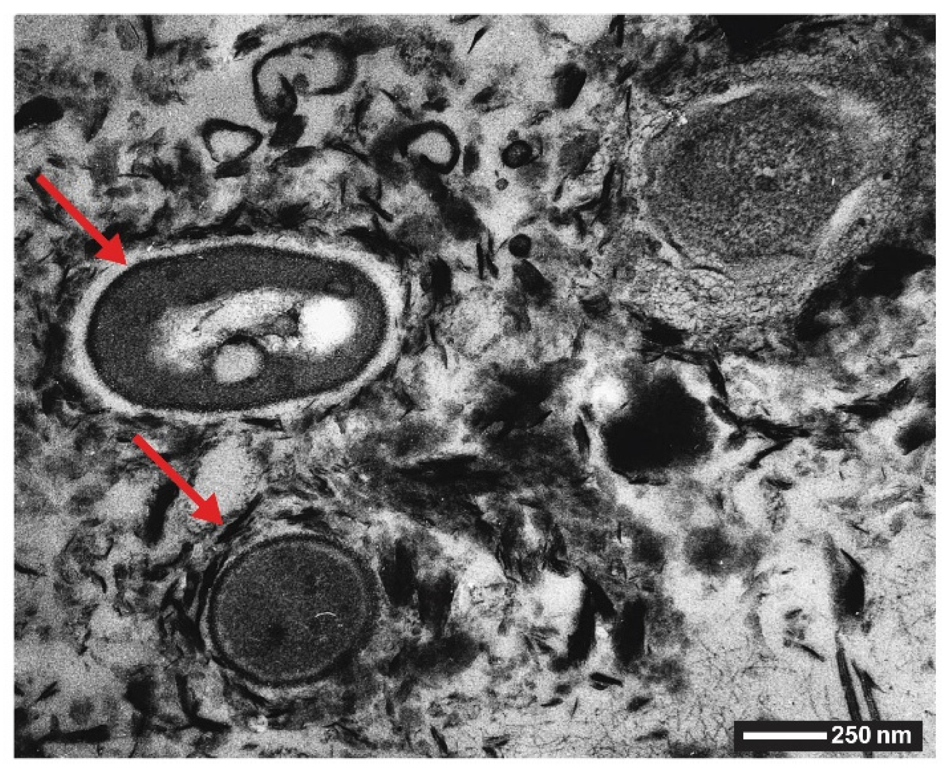 Biomimetics 05 00029 g008