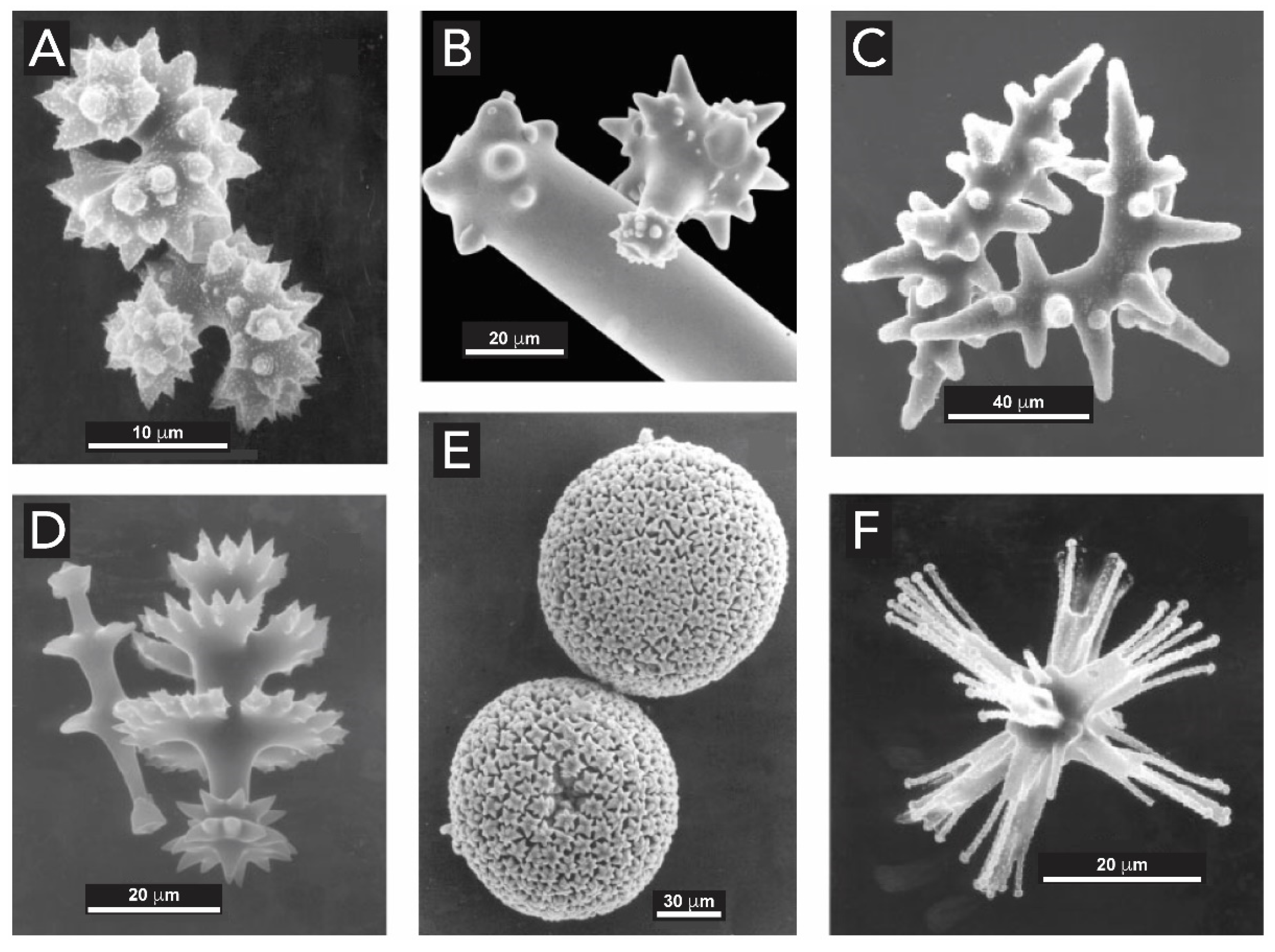 Biomimetics 05 00029 g011
