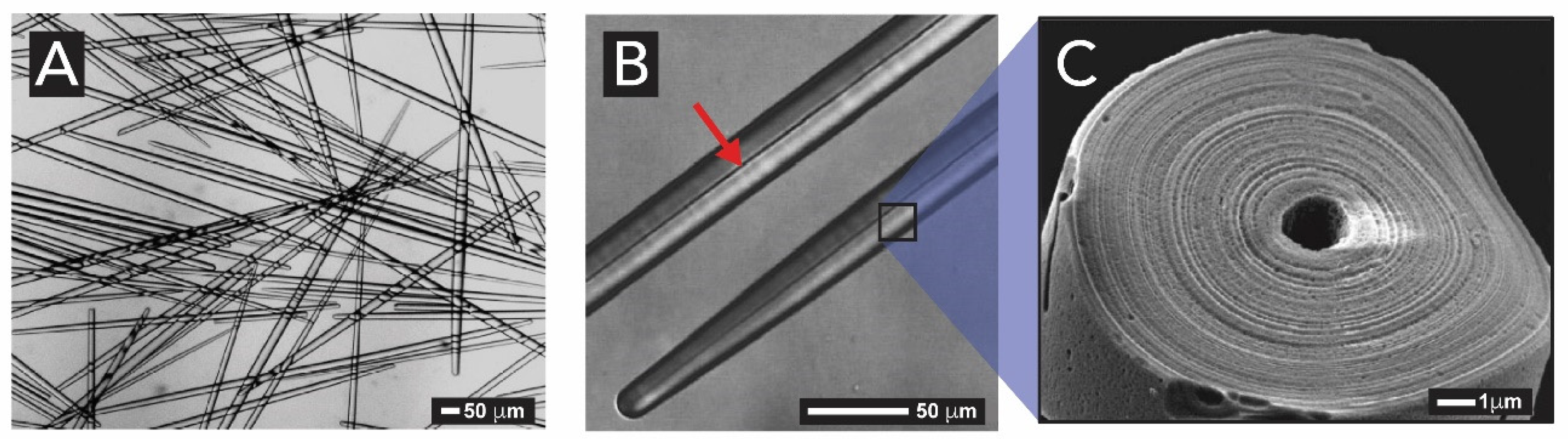 Biomimetics 05 00029 g012