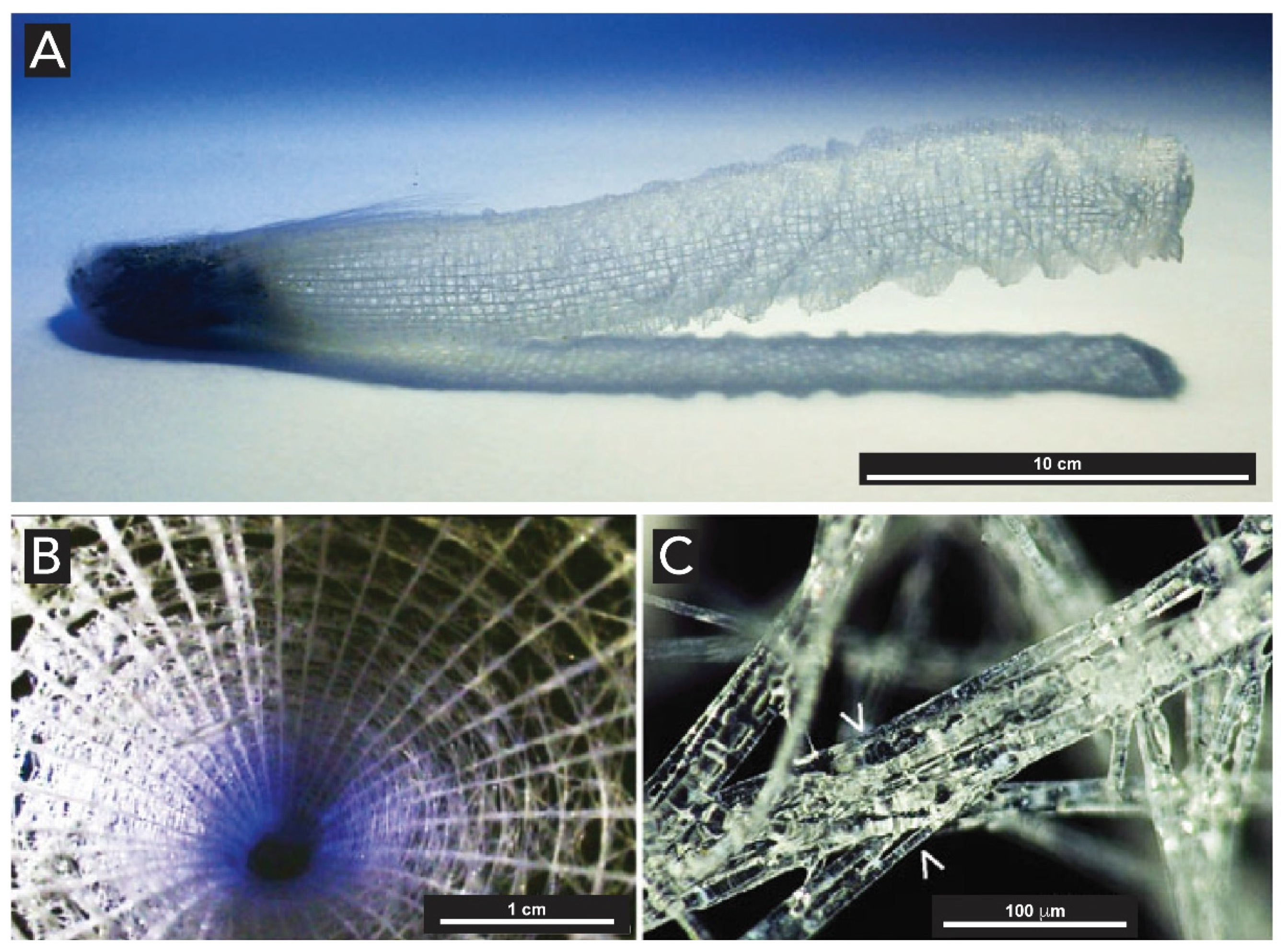 Biomimetics 05 00029 g013