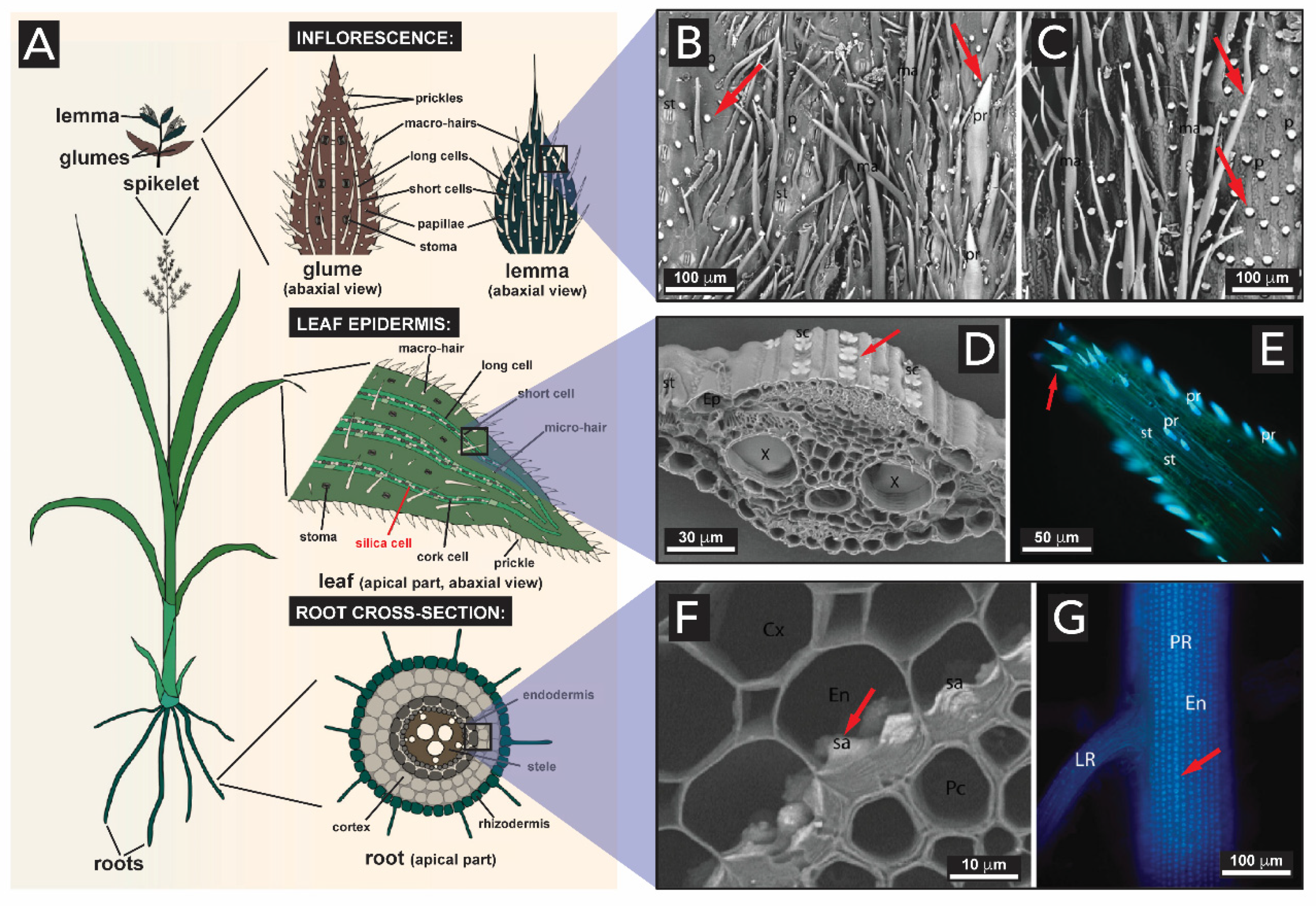 Biomimetics 05 00029 g015