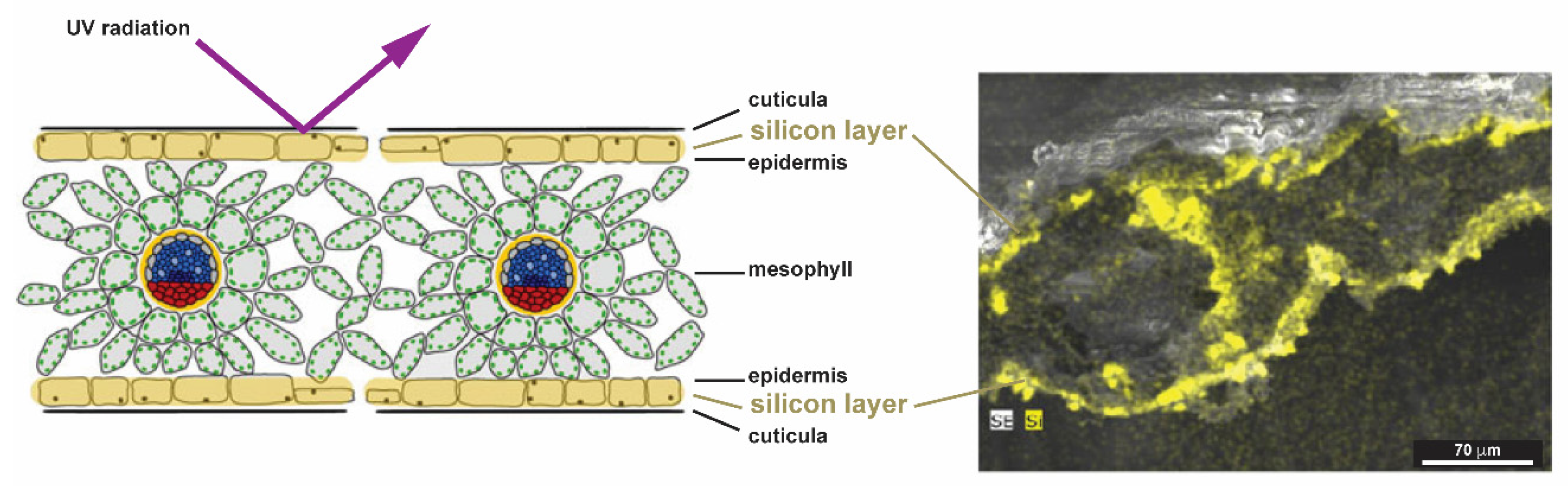 Biomimetics 05 00029 g017
