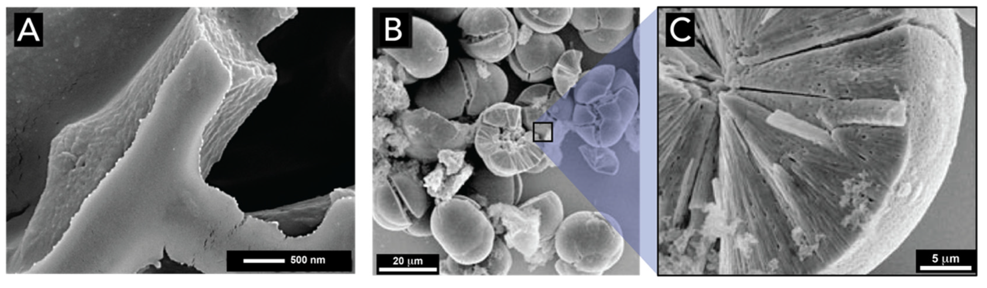 Biomimetics 05 00029 g026