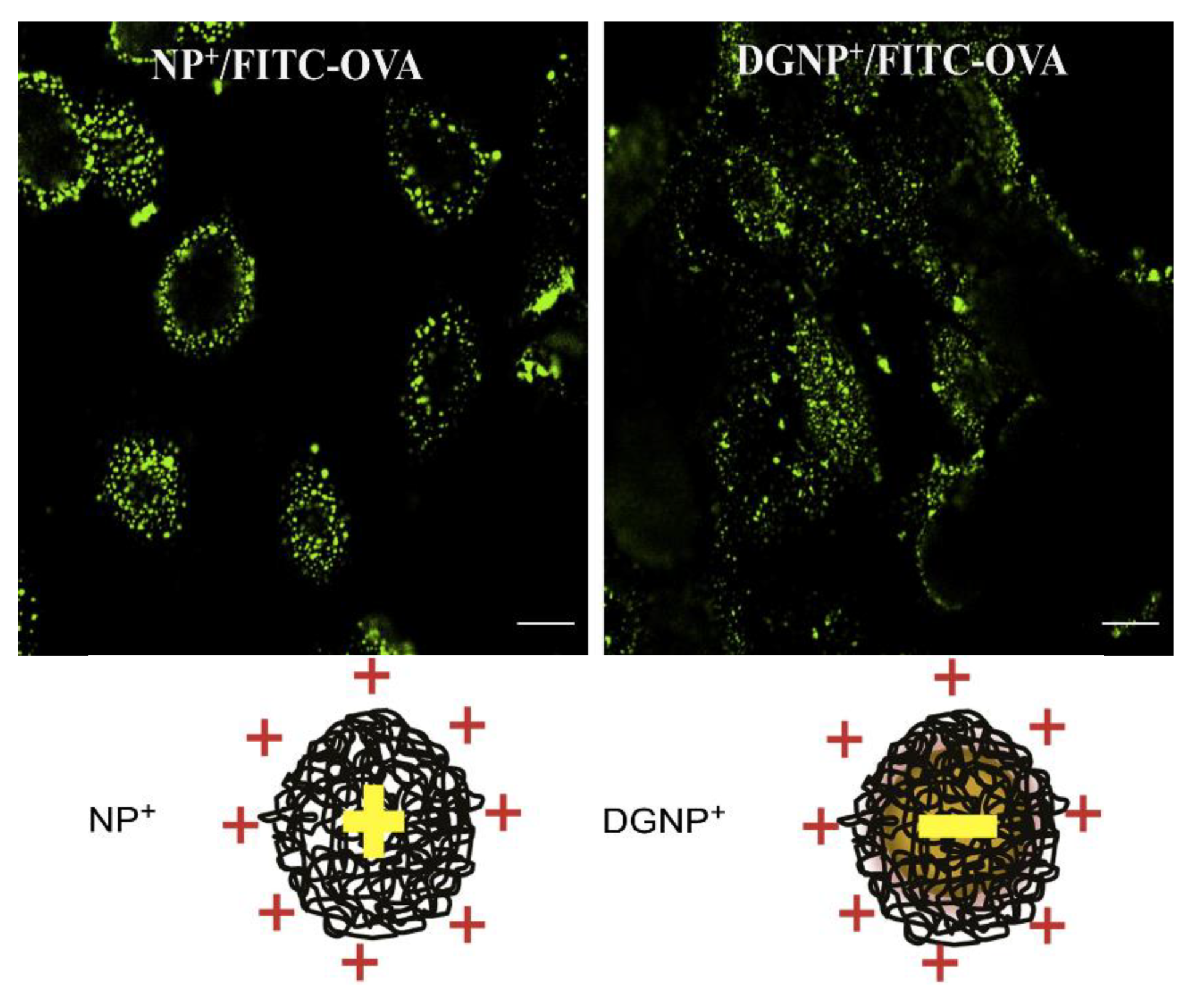 Biomimetics 05 00032 g015