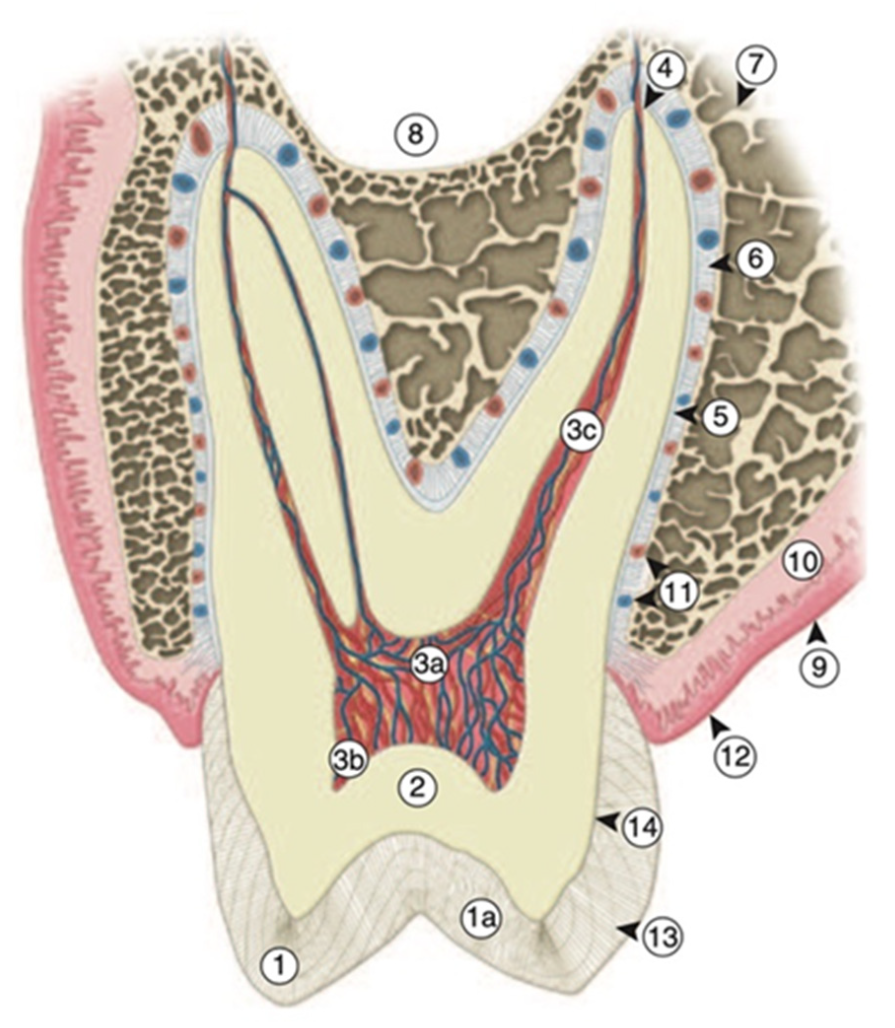 Biomimetics 05 00034 g001 Biomimetics 05 00034 g001