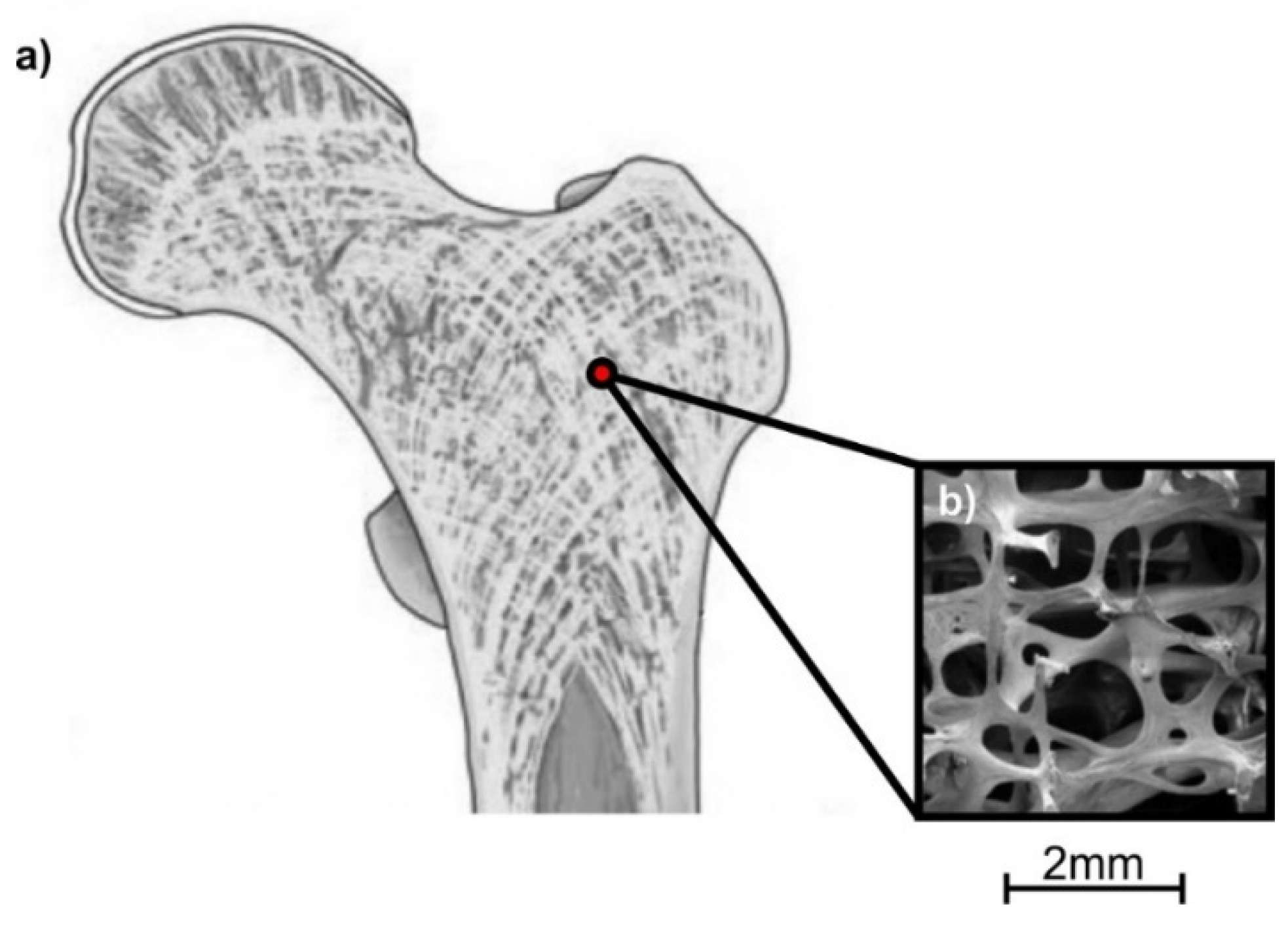 Biomimetics 05 00044 g003