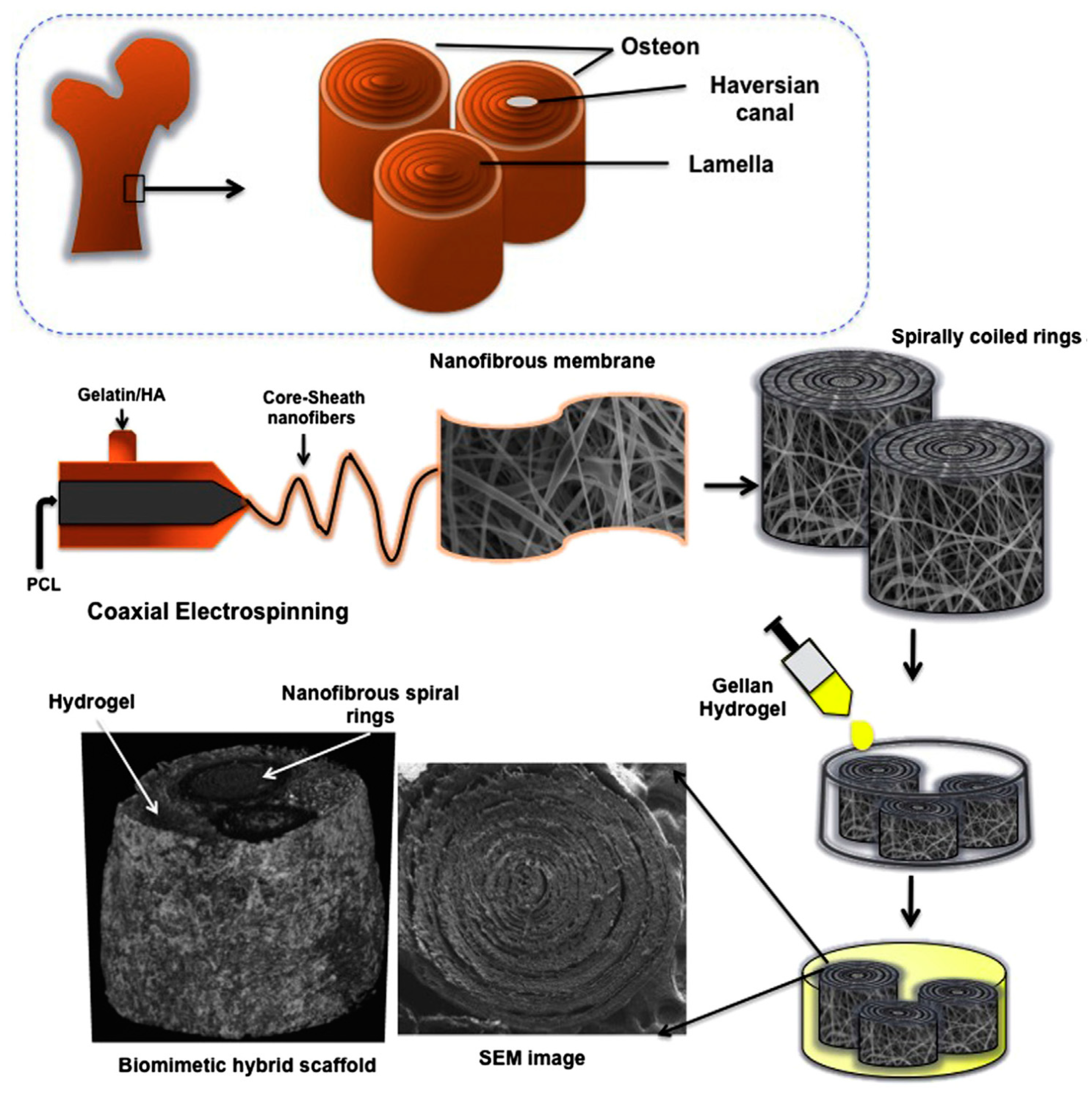 Biomimetics 05 00049 g020