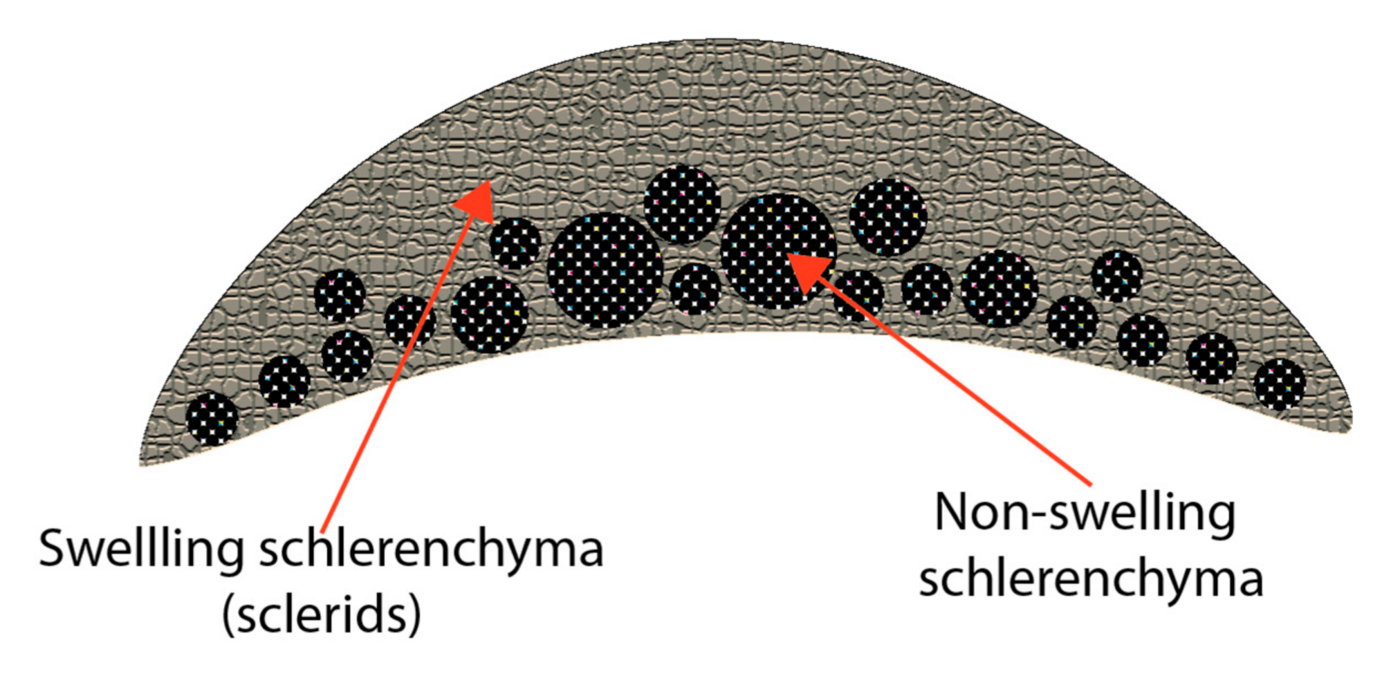 Biomimetics 05 00052 g003 Biomimetics 05 00052 g003