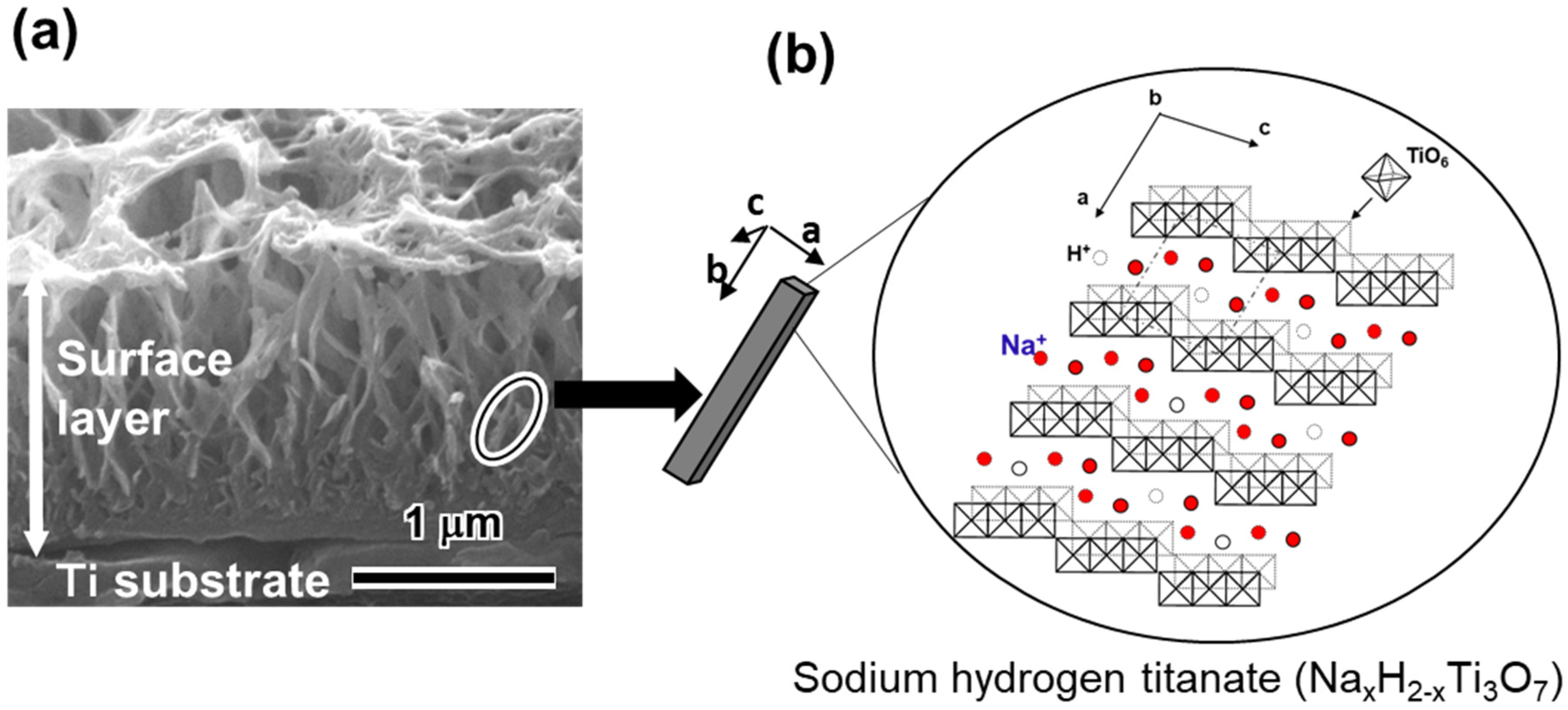 Biomimetics 05 00057 g004
