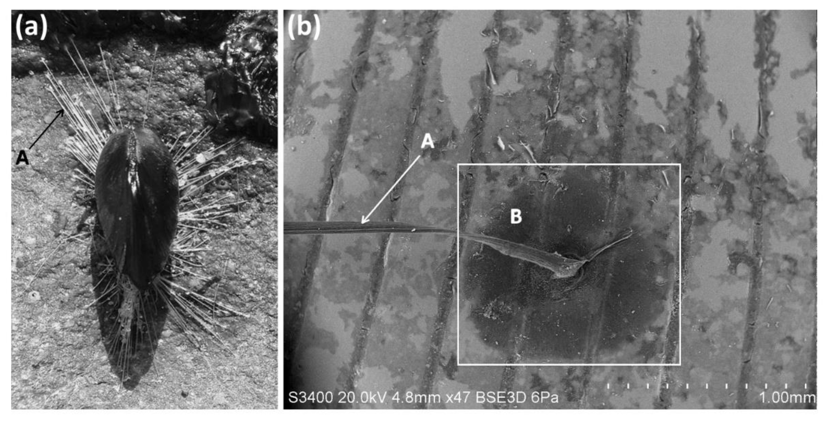 Biomimetics 05 00058 g003