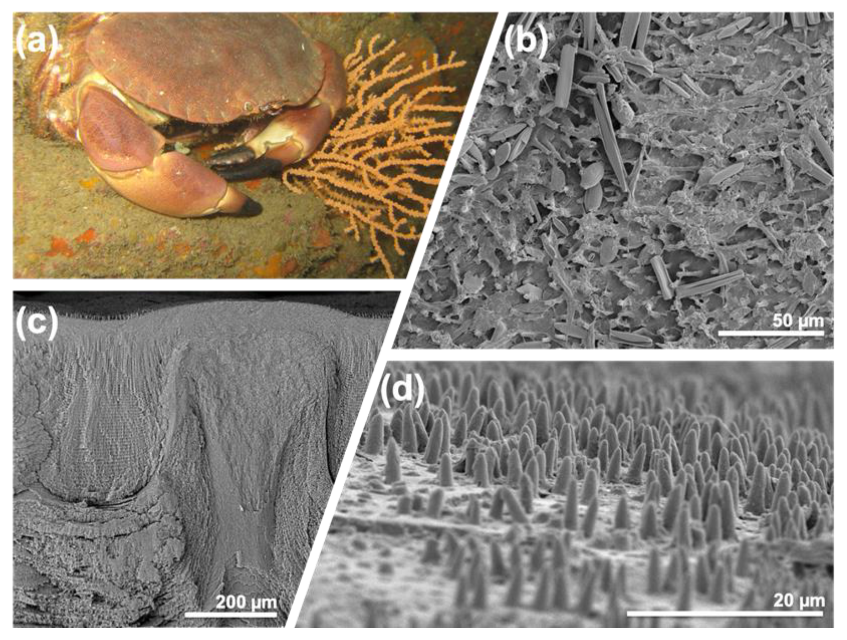 Biomimetics 05 00058 g004