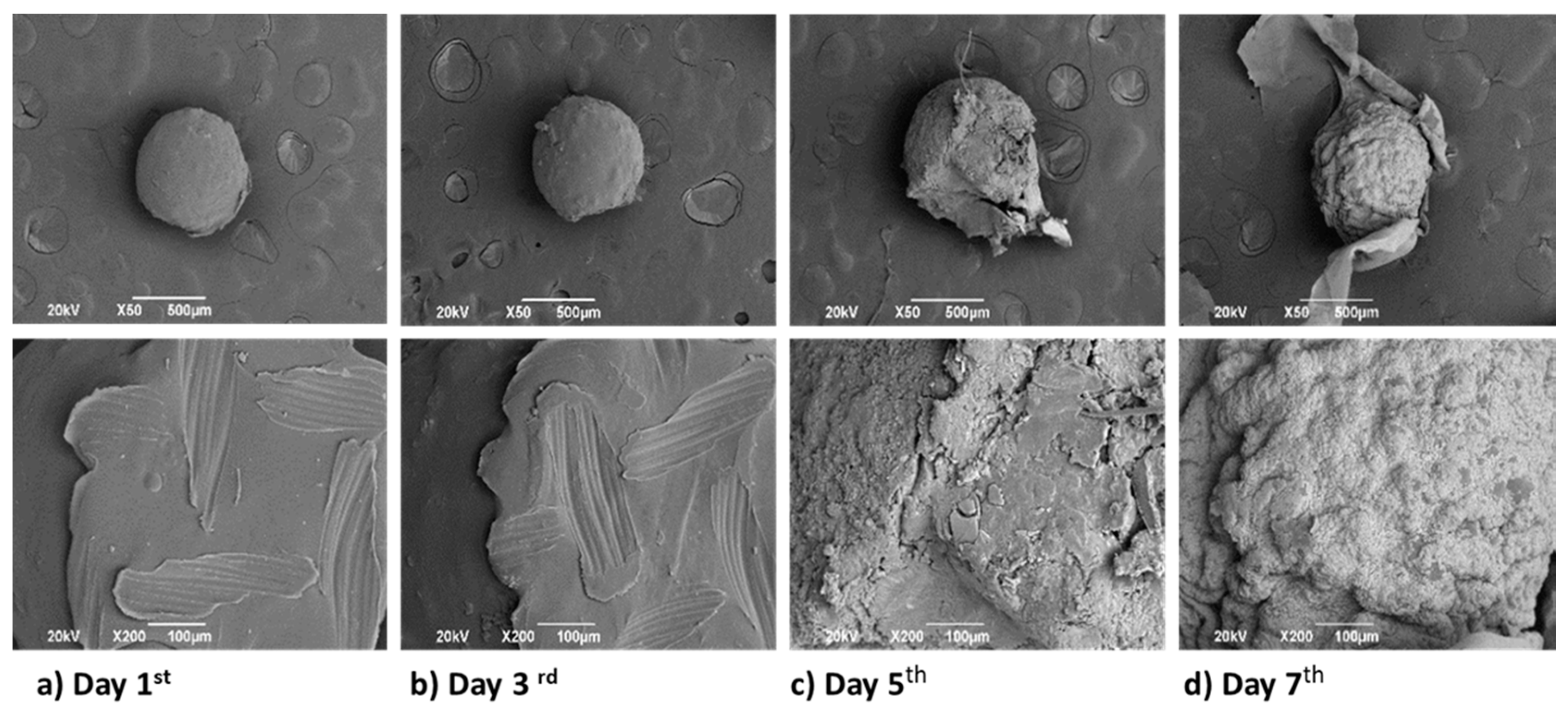 Biomimetics 05 00063 g010a