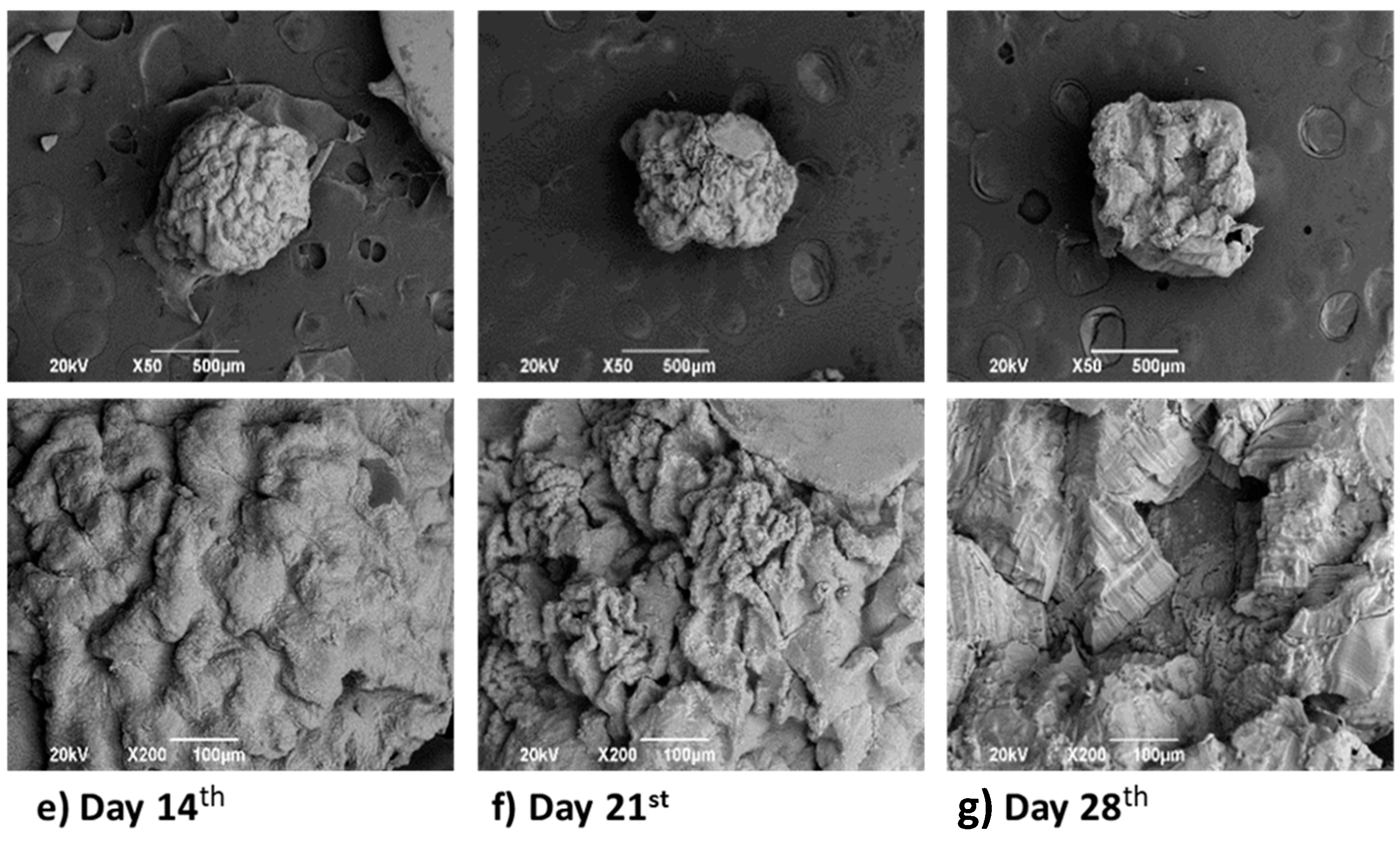 Biomimetics 05 00063 g010b