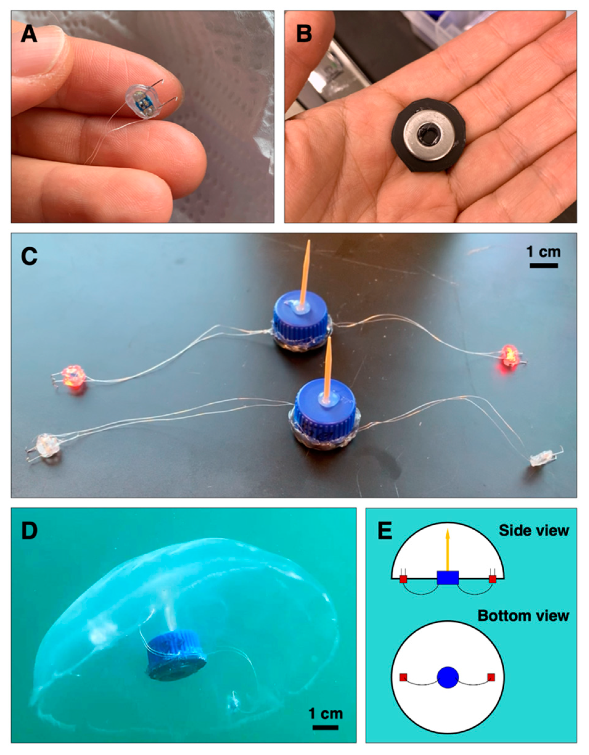 Biomimetics 05 00064 g001