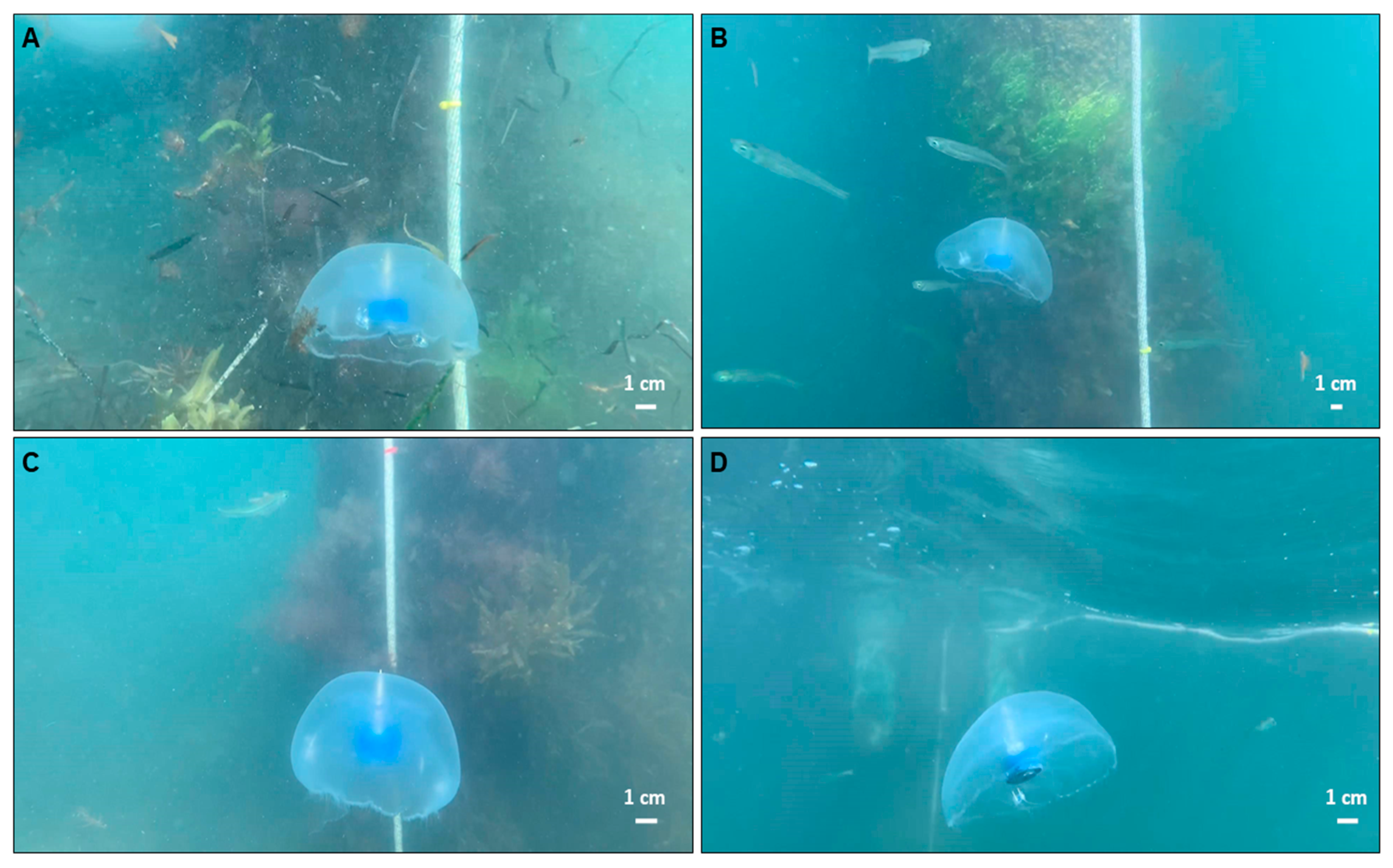 Biomimetics 05 00064 g003