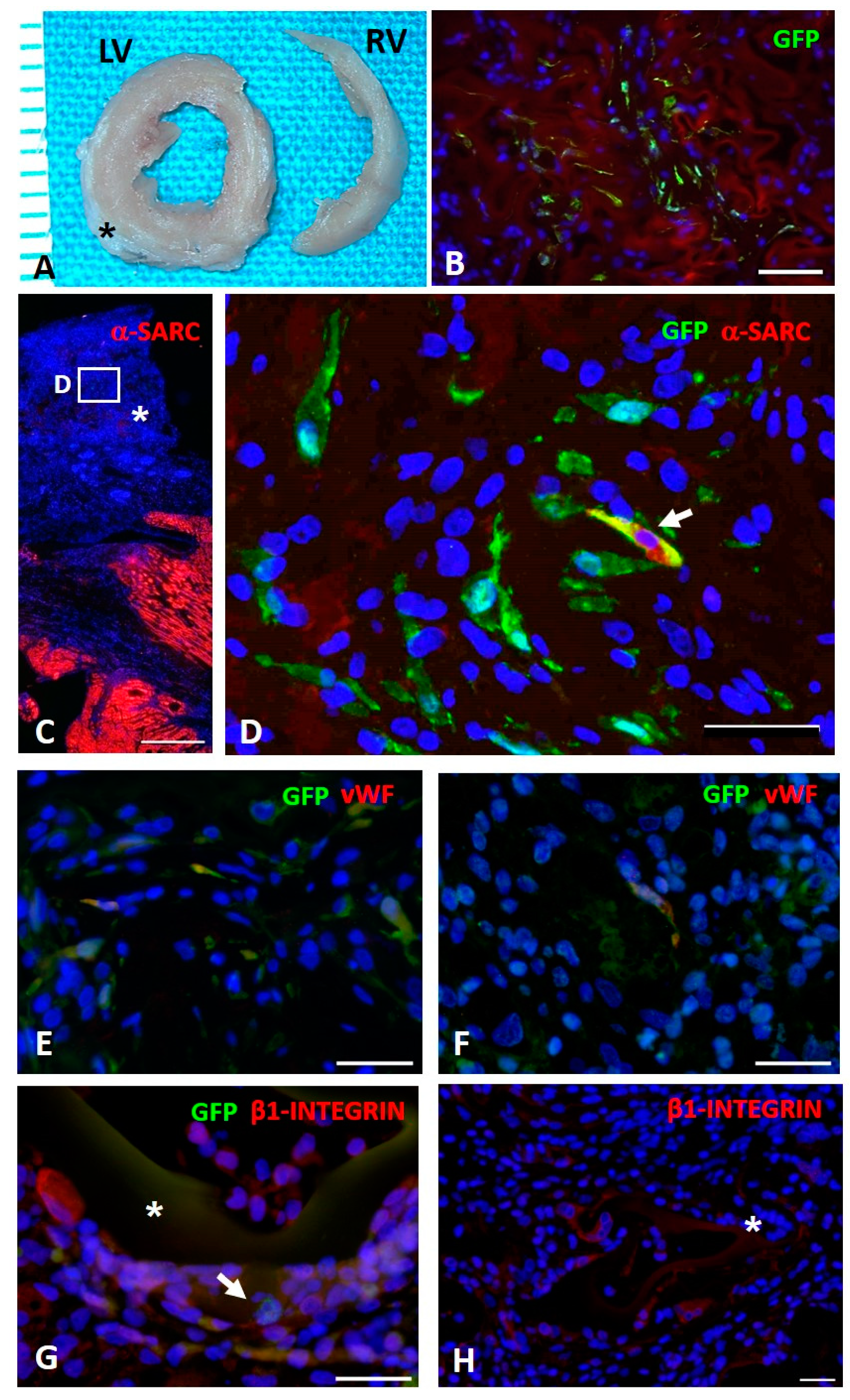 Biomimetics 05 00067 g007 Biomimetics 05 00067 g007