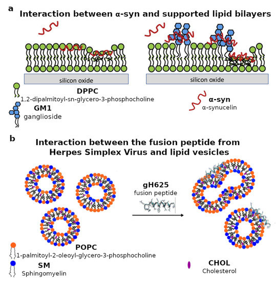 Biomimetics 06 00003 g003