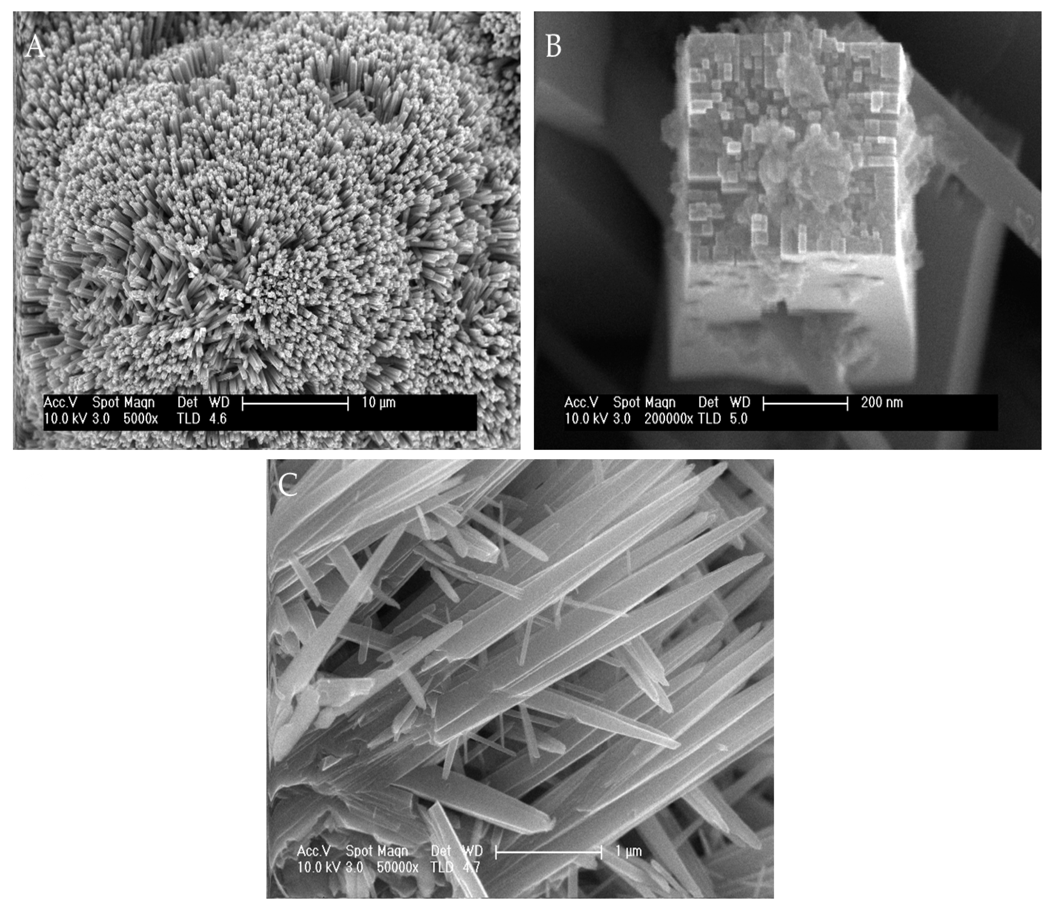 Biomimetics 06 00004 g001