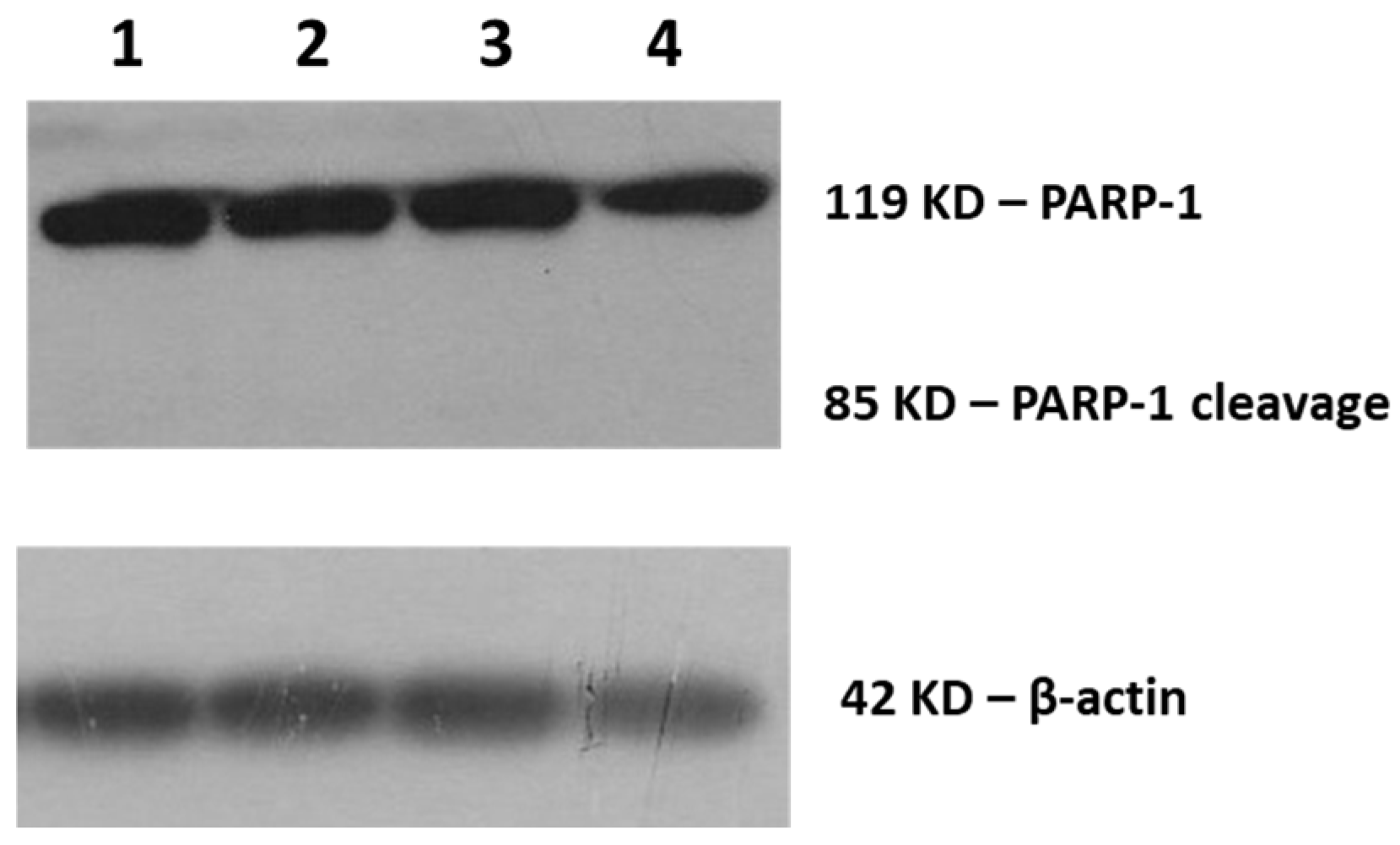 Biomimetics 06 00010 g004 Biomimetics 06 00010 g004