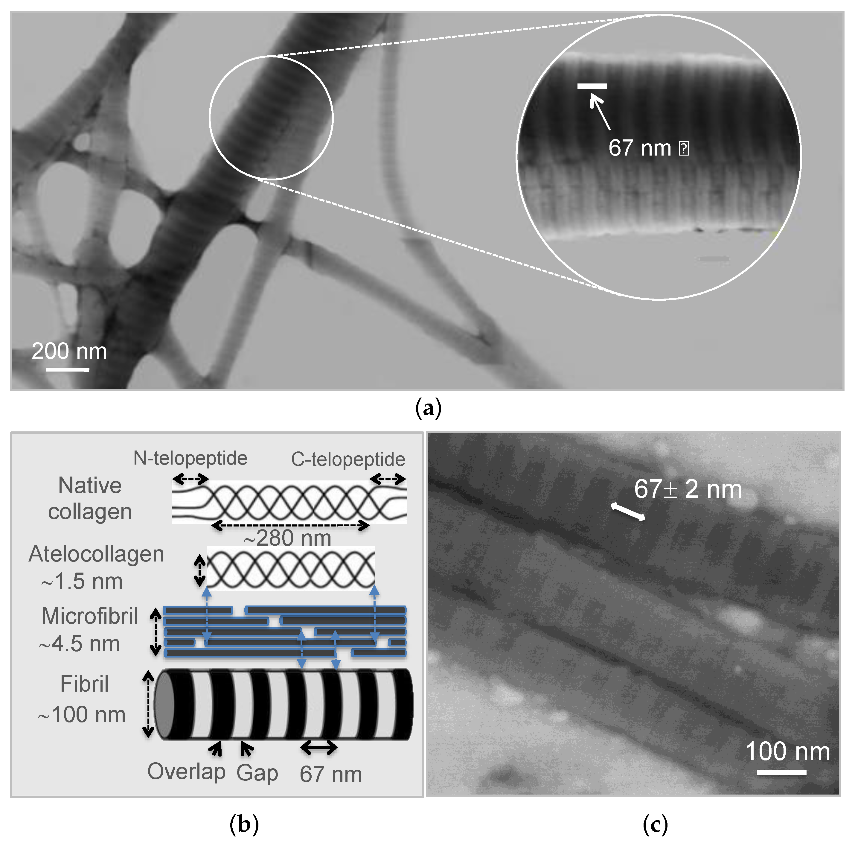 Biomimetics 06 00020 g002 Biomimetics 06 00020 g002