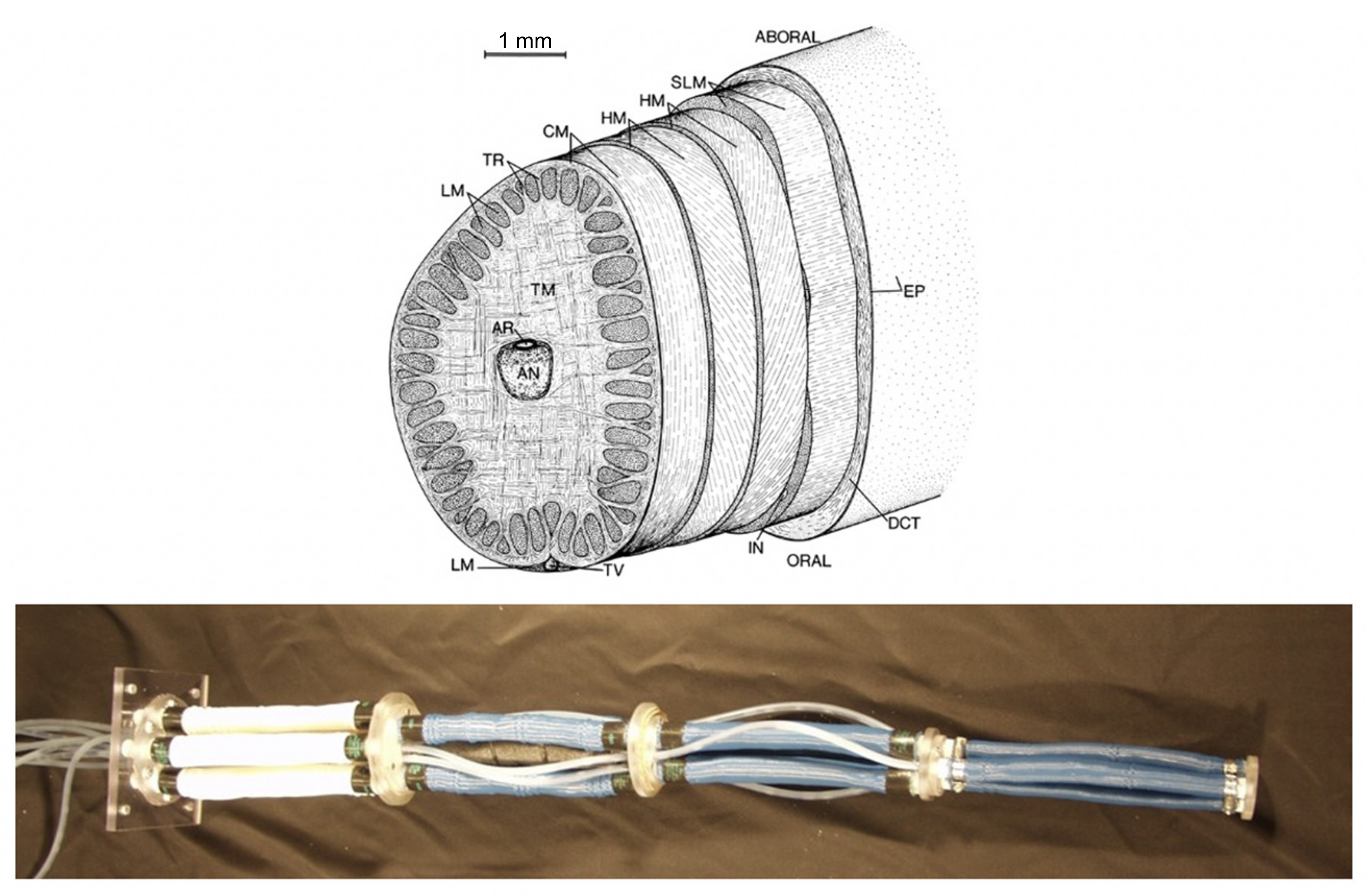 Biomimetics 06 00021 g001