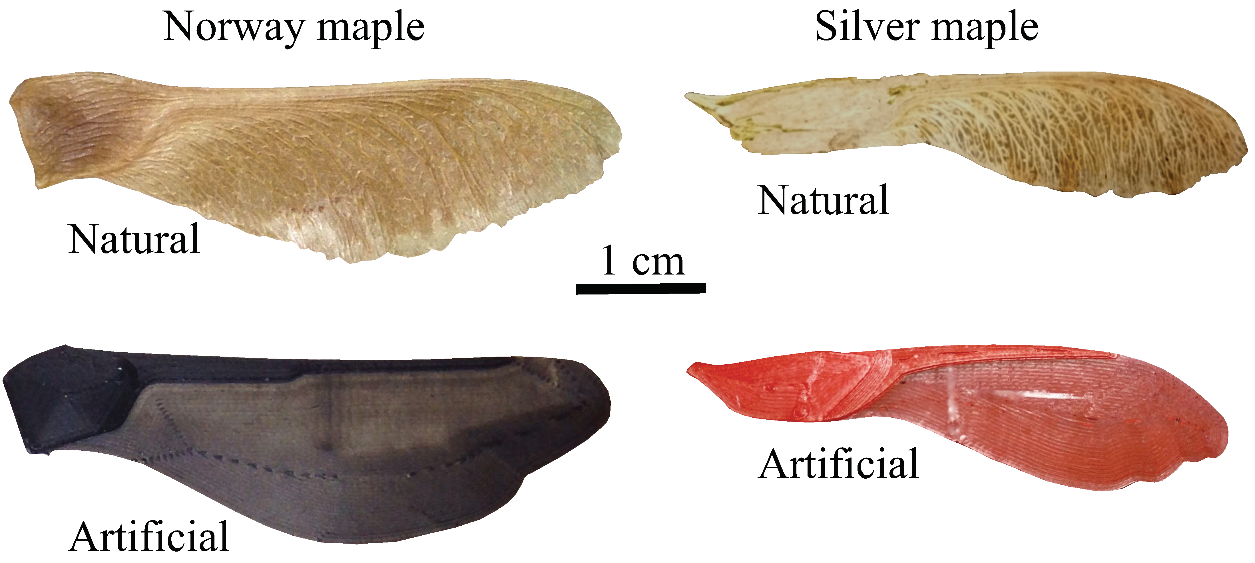 Biomimetics 06 00023 g001