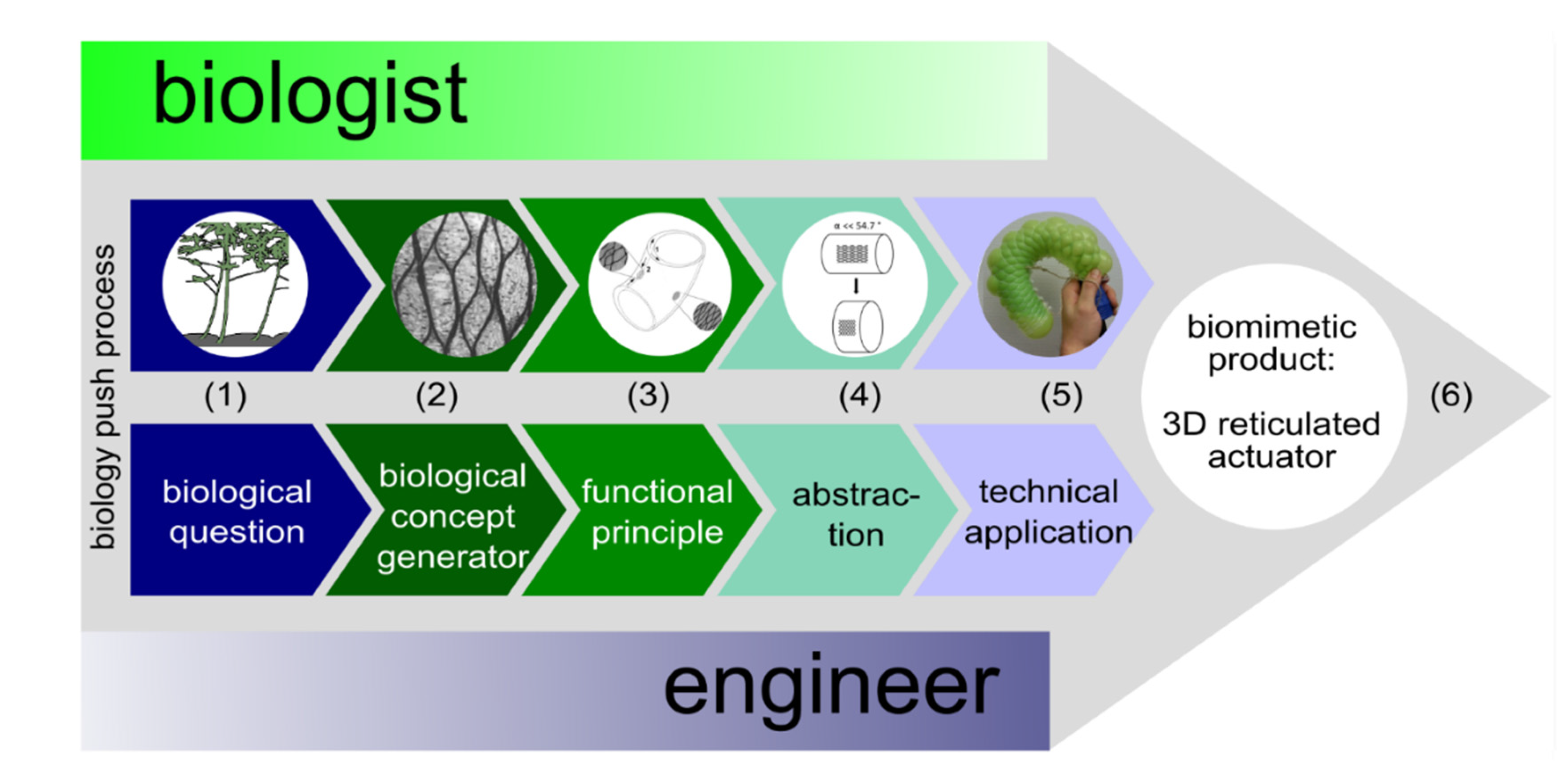 Biomimetics 06 00033 g002