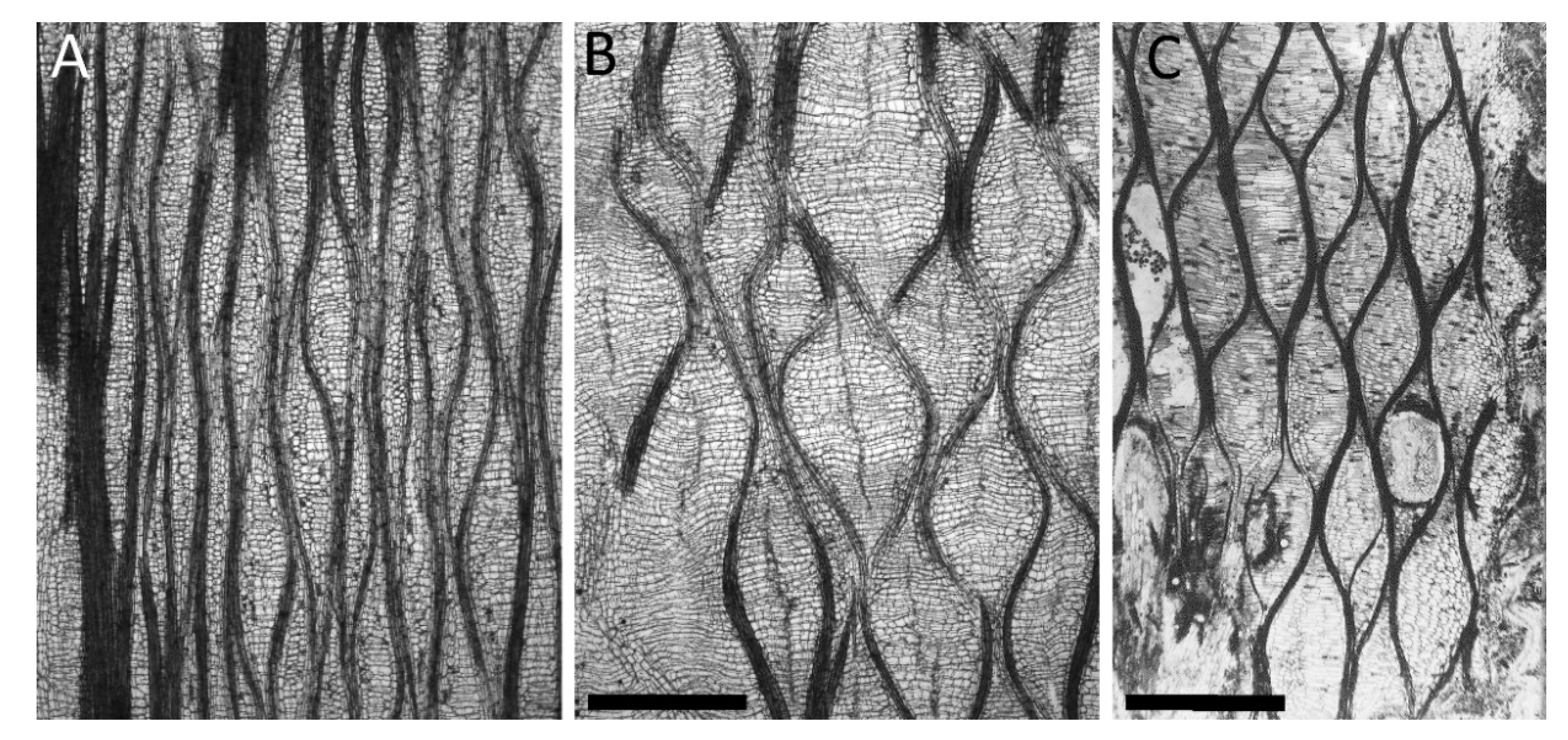Biomimetics 06 00033 g004