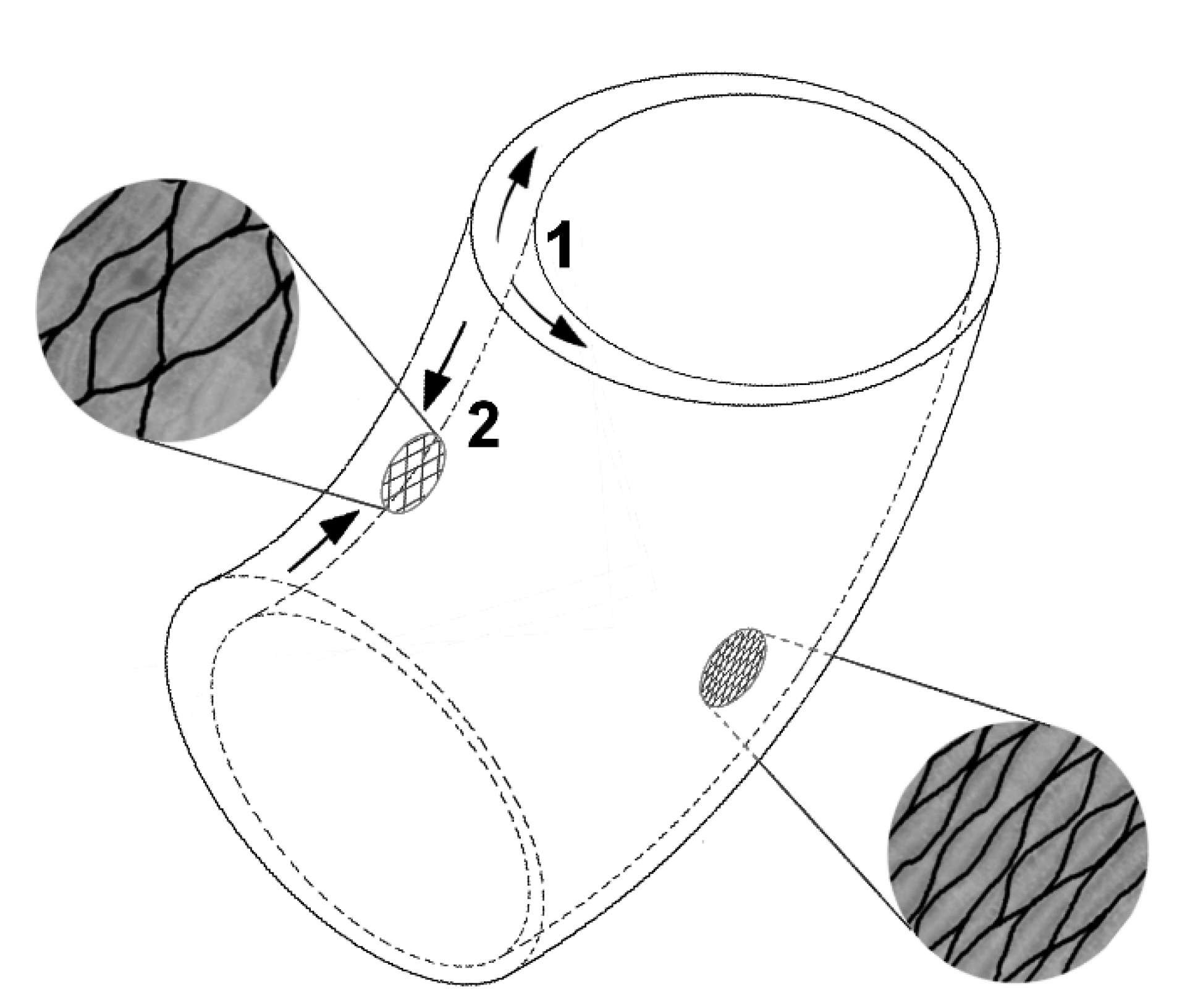 Biomimetics 06 00033 g005