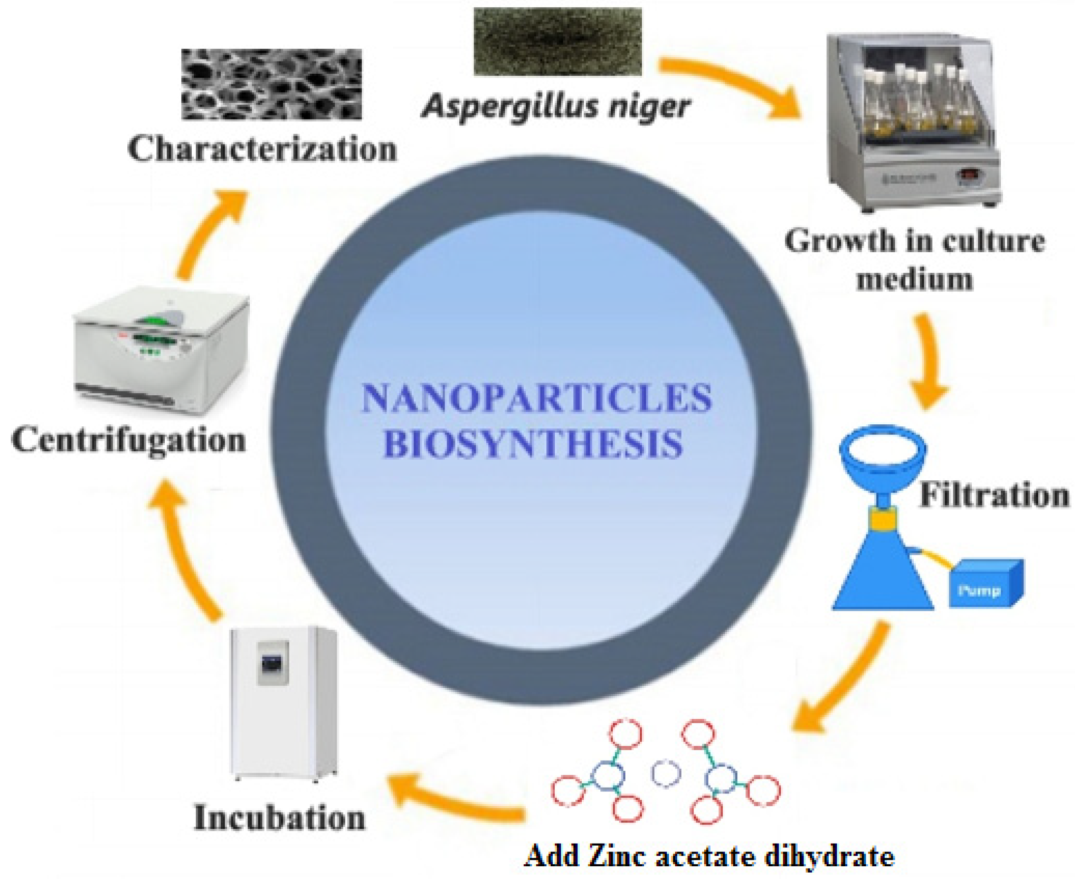 Biomimetics 06 00034 g001