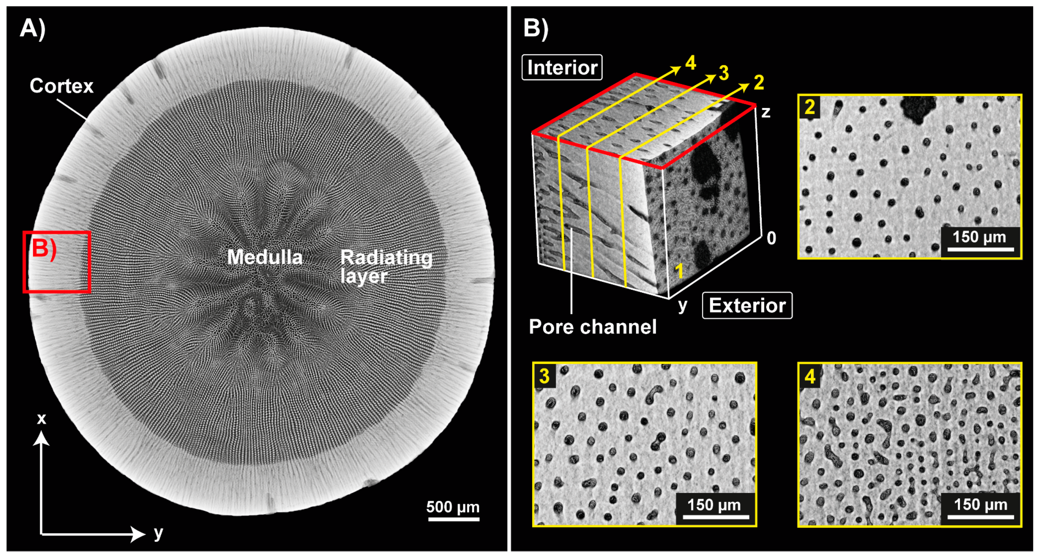 Biomimetics 06 00036 g005