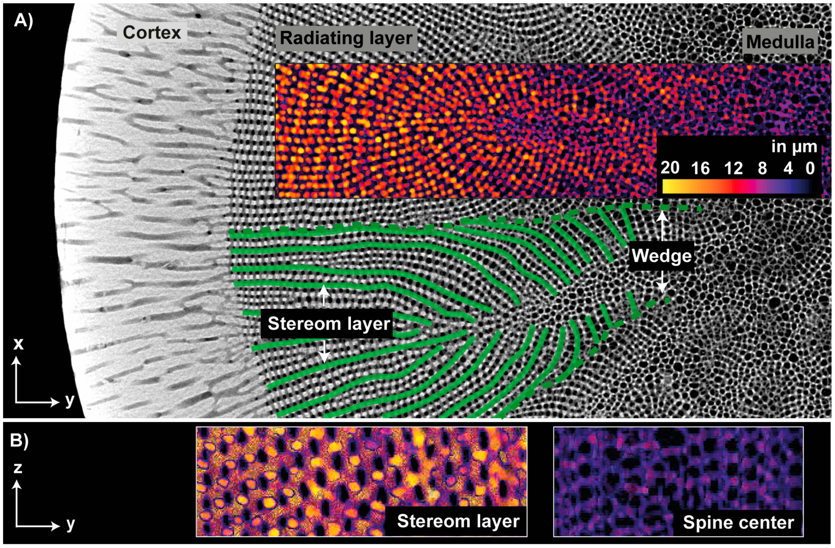 Biomimetics 06 00036 g009