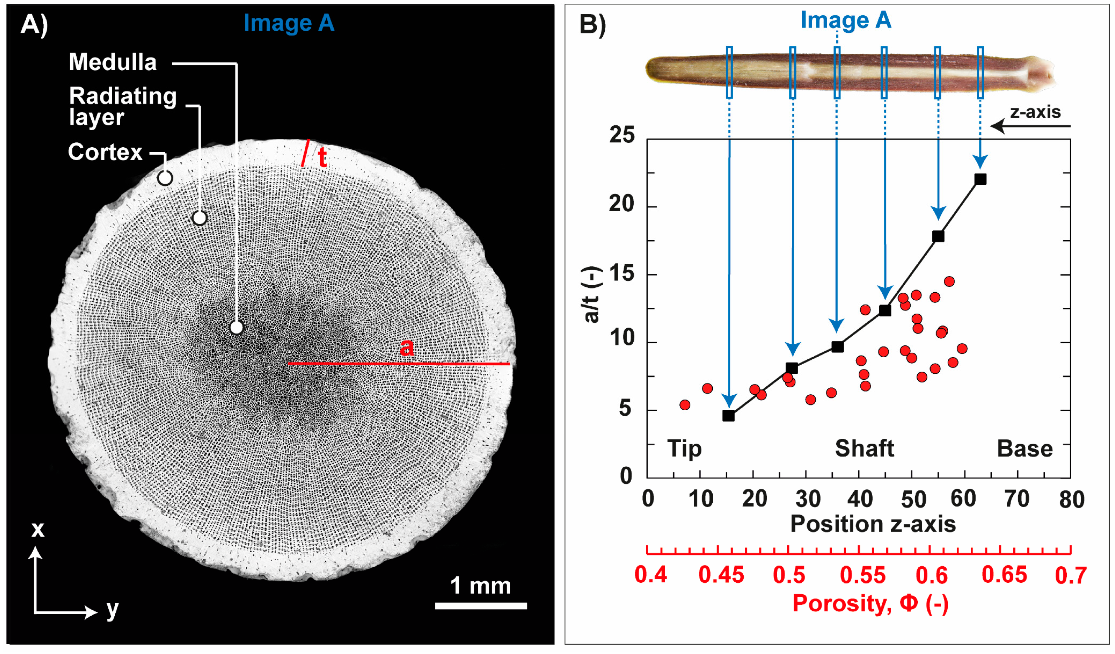 Biomimetics 06 00036 g010