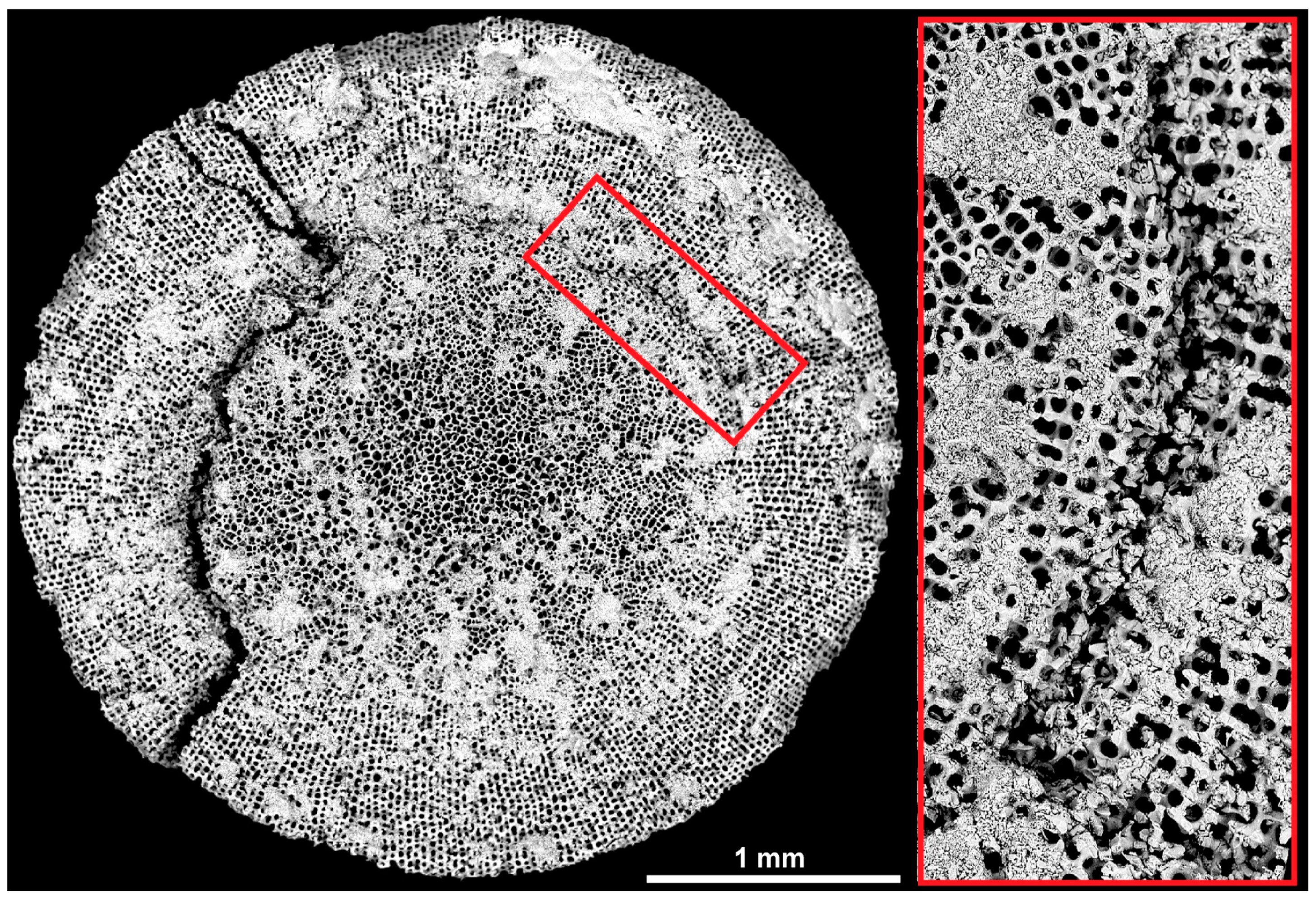 Biomimetics 06 00036 g014