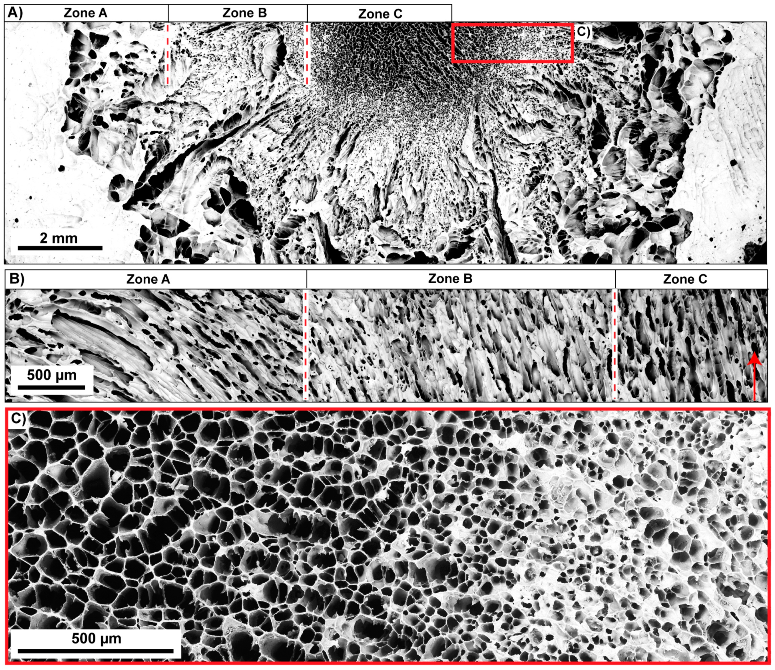Biomimetics 06 00036 g015